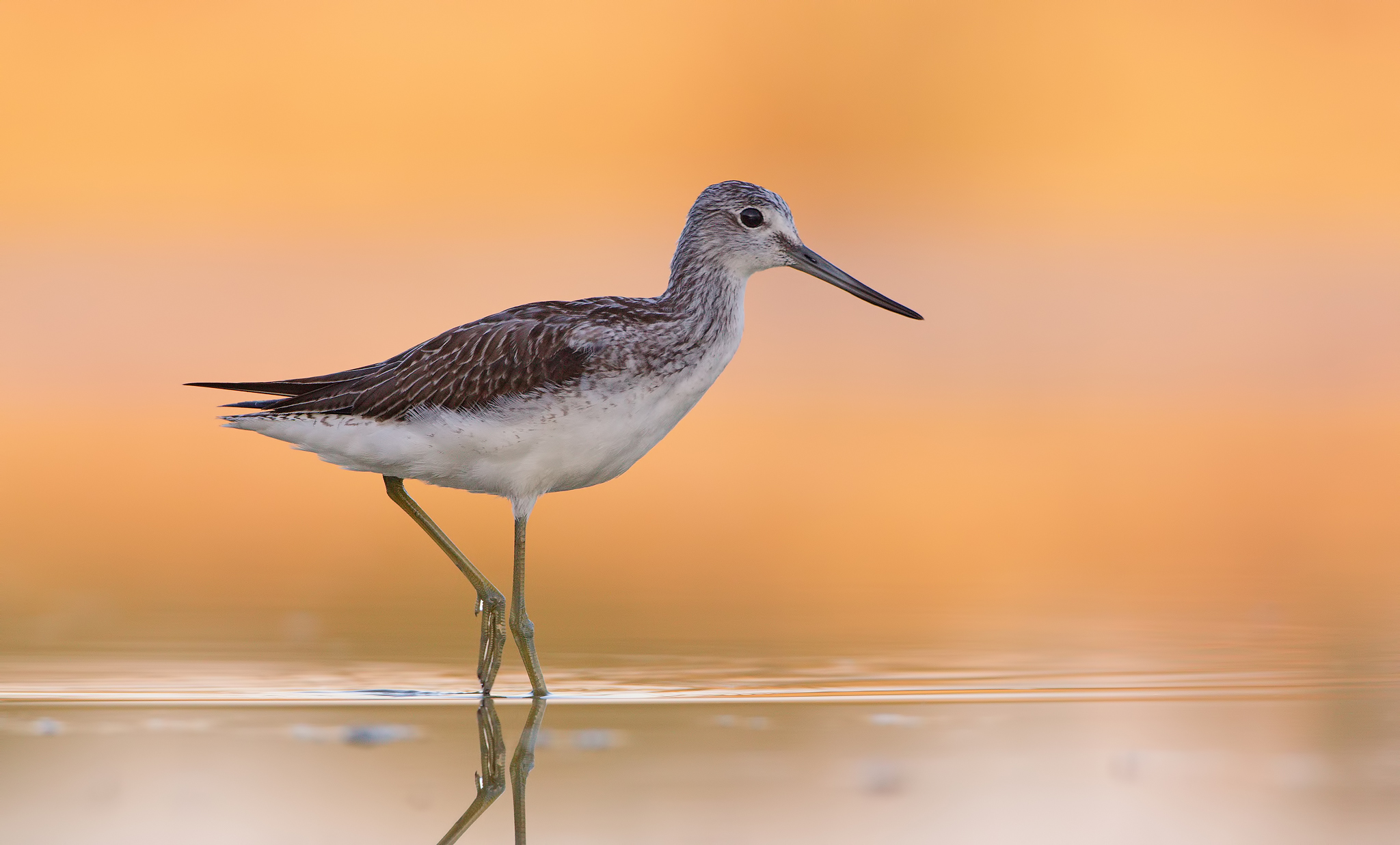 Greenshank