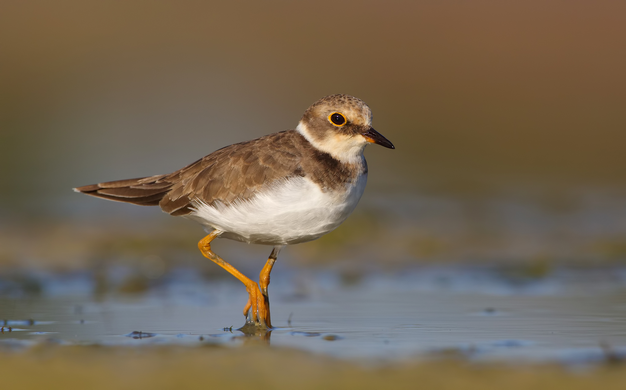 Little Ringed Plover