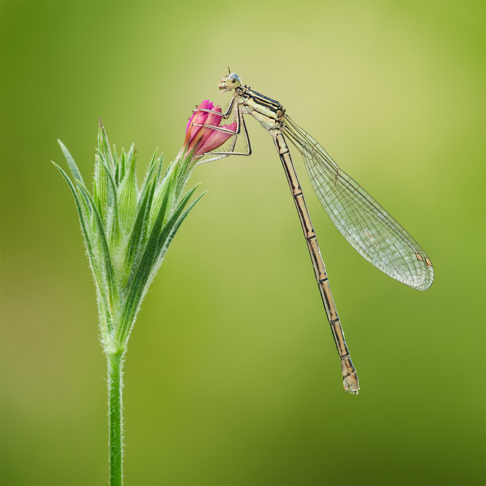 Il Damselfly Bianco zampe