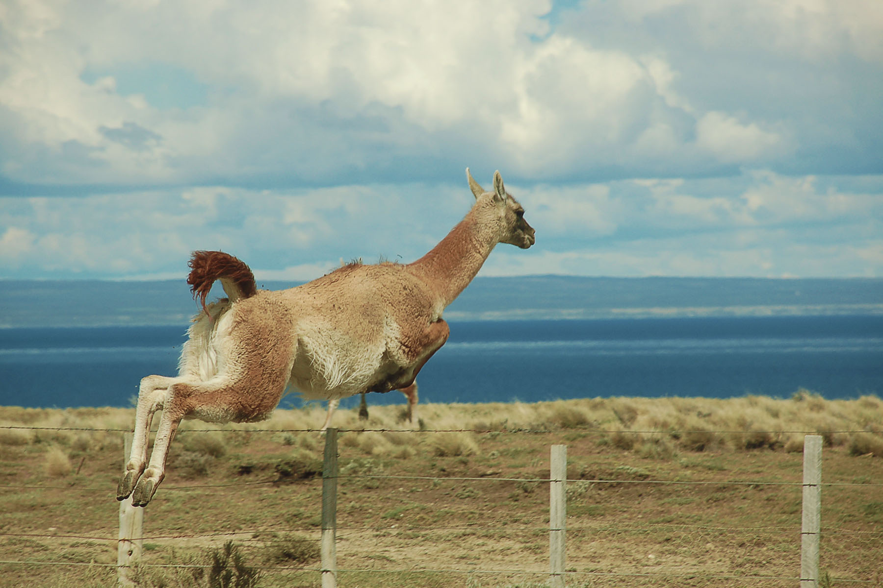 Guanaco steering wheel