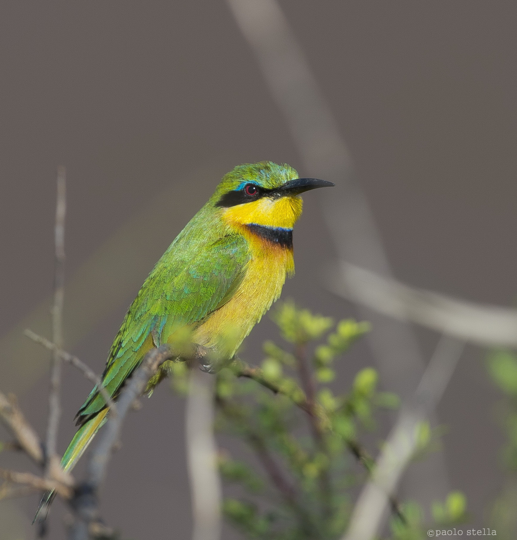 Bee-eater in the Mara