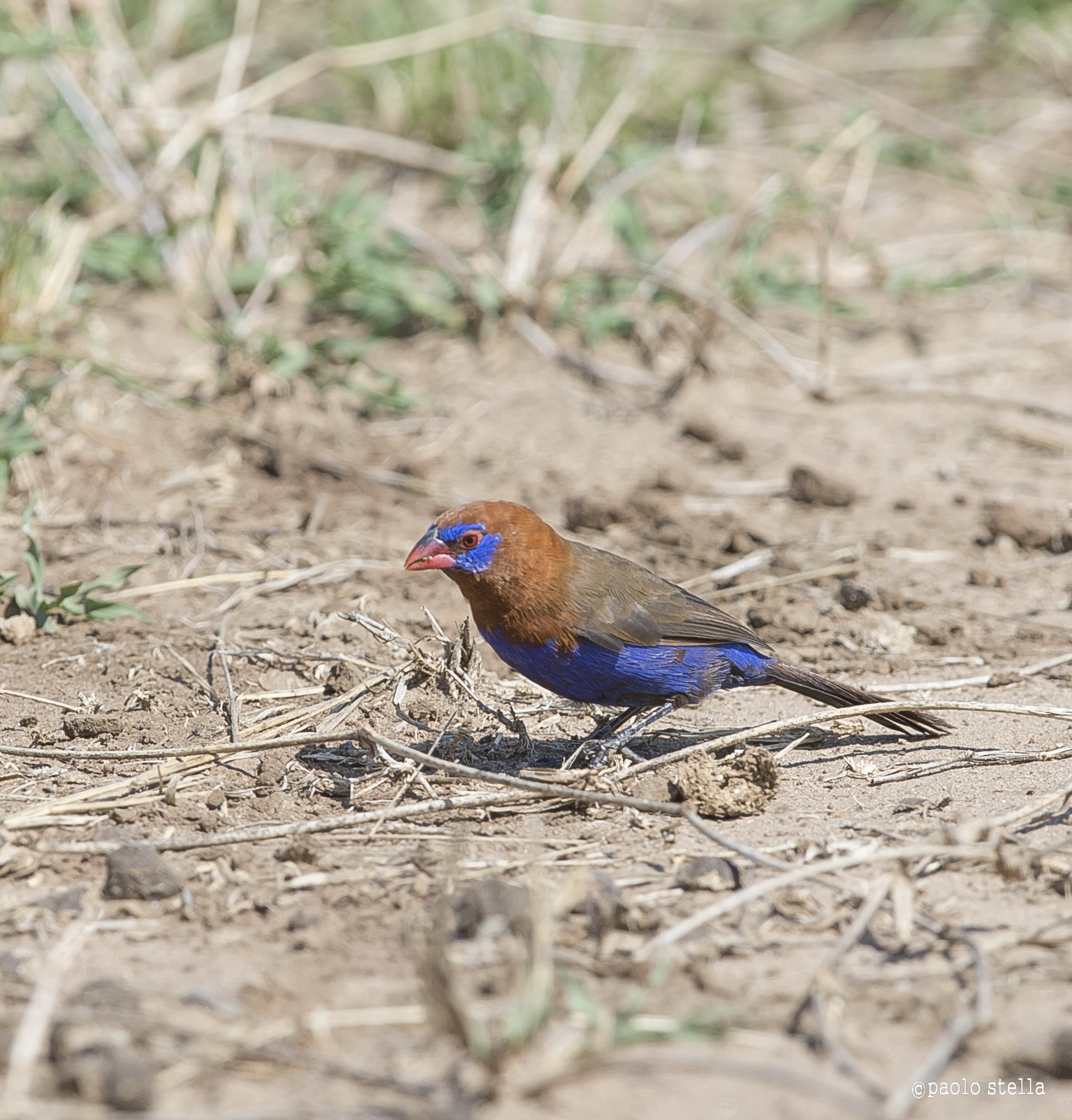 Purple Grenadier - Uraeginthus ianthinogaster