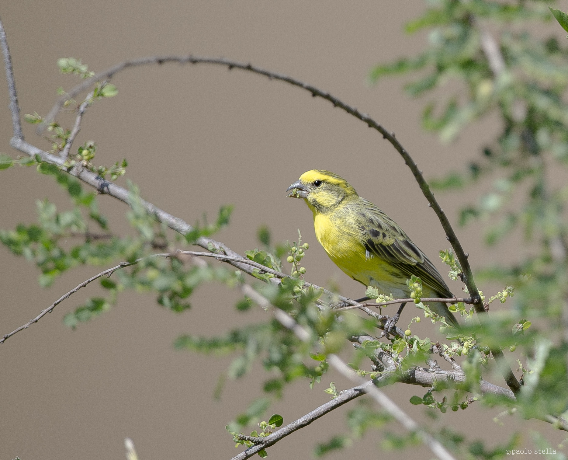 Yellow-fronted Canary - Serinus mozambicus