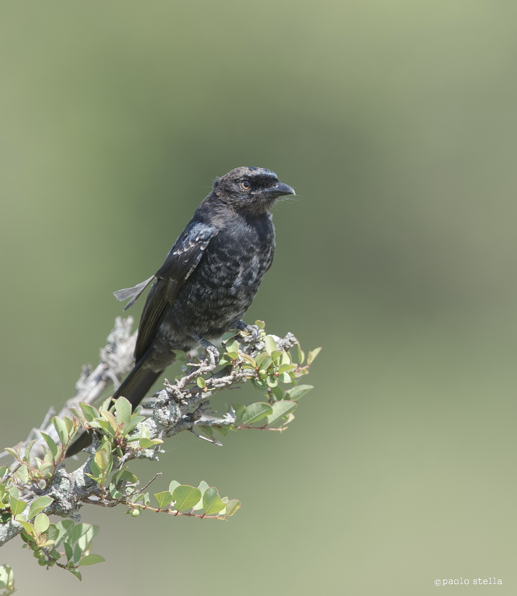 Thick-billed Seedeater - Serinus burtoni