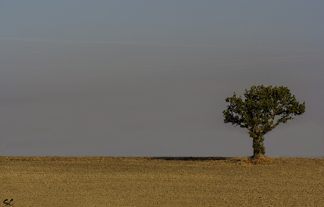 Waiting for autumn .... ...