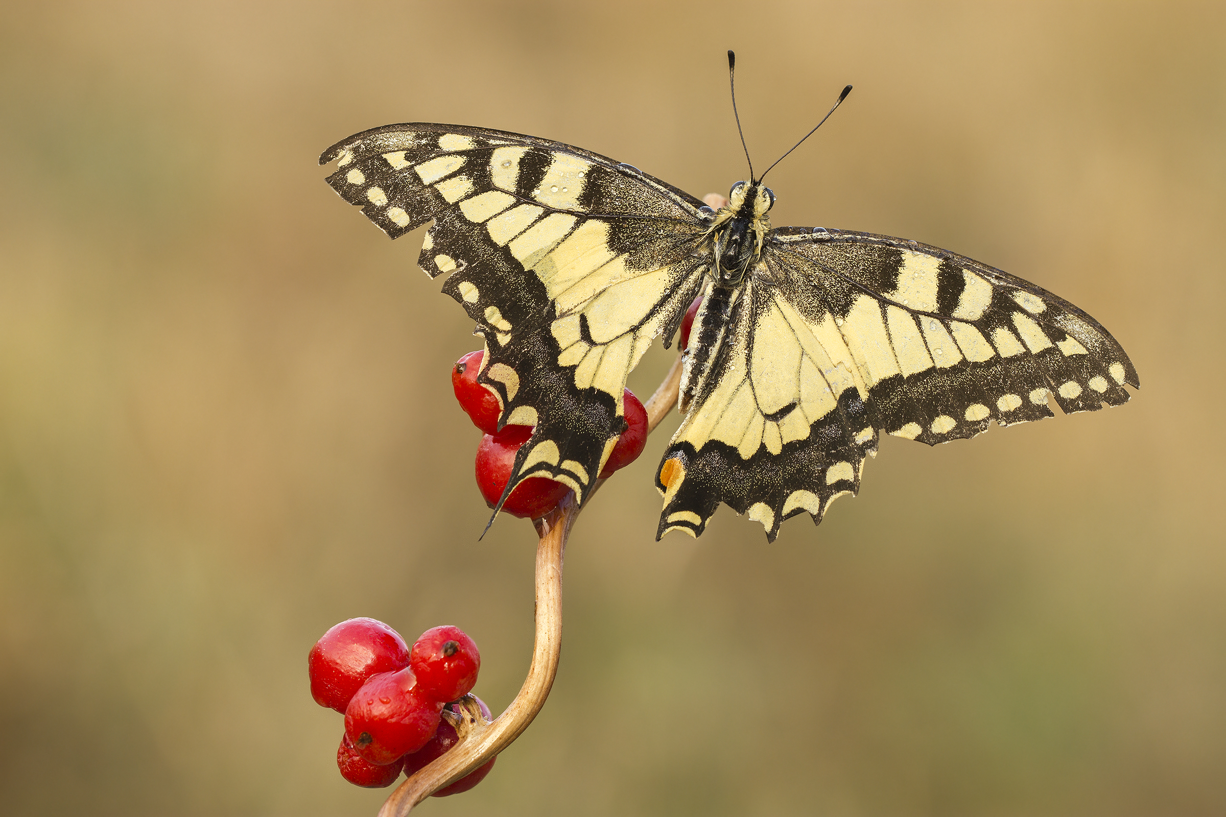 On the Peak .. The King after long battles ..