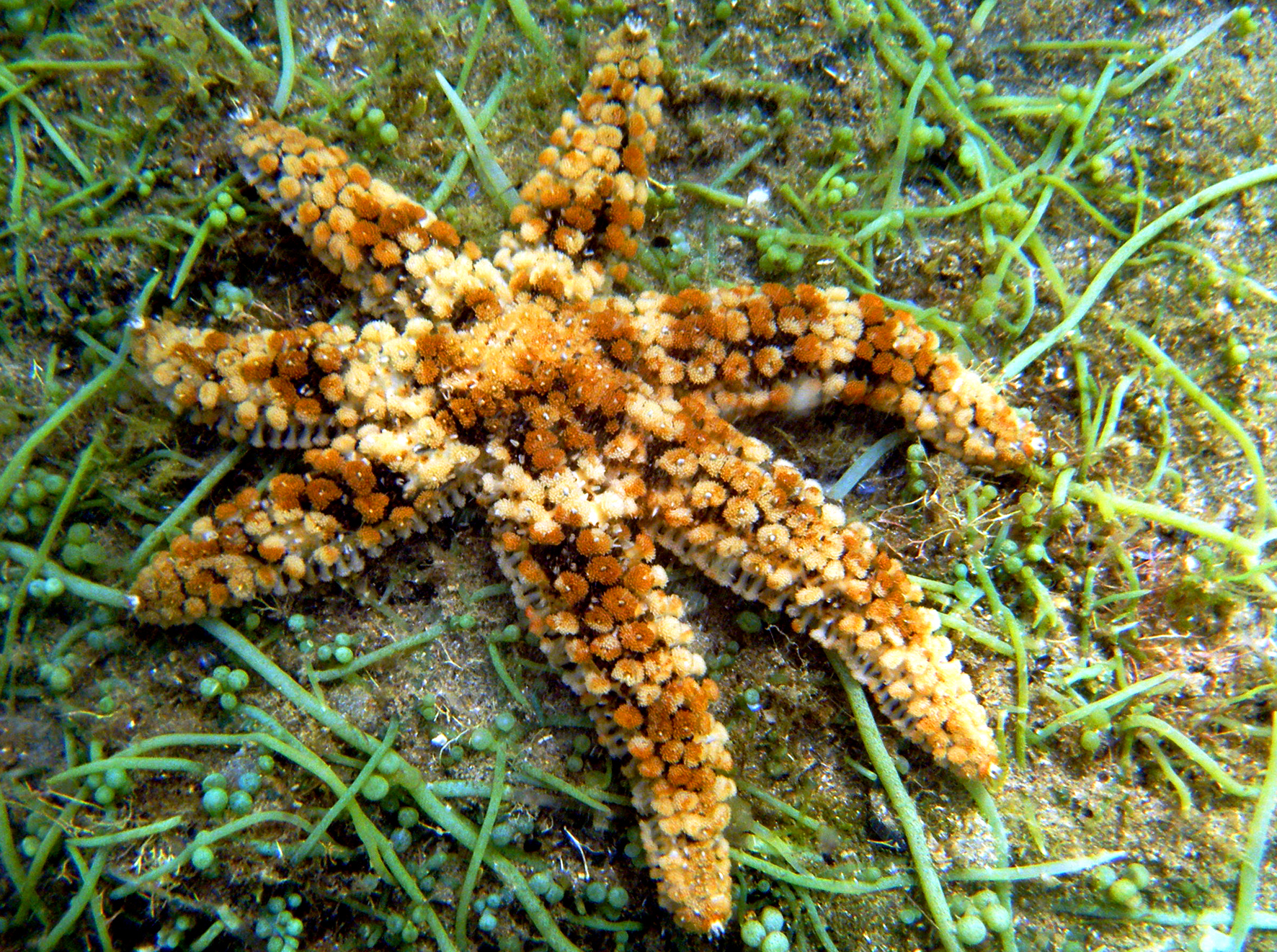 stella arancio su prato sottomarino