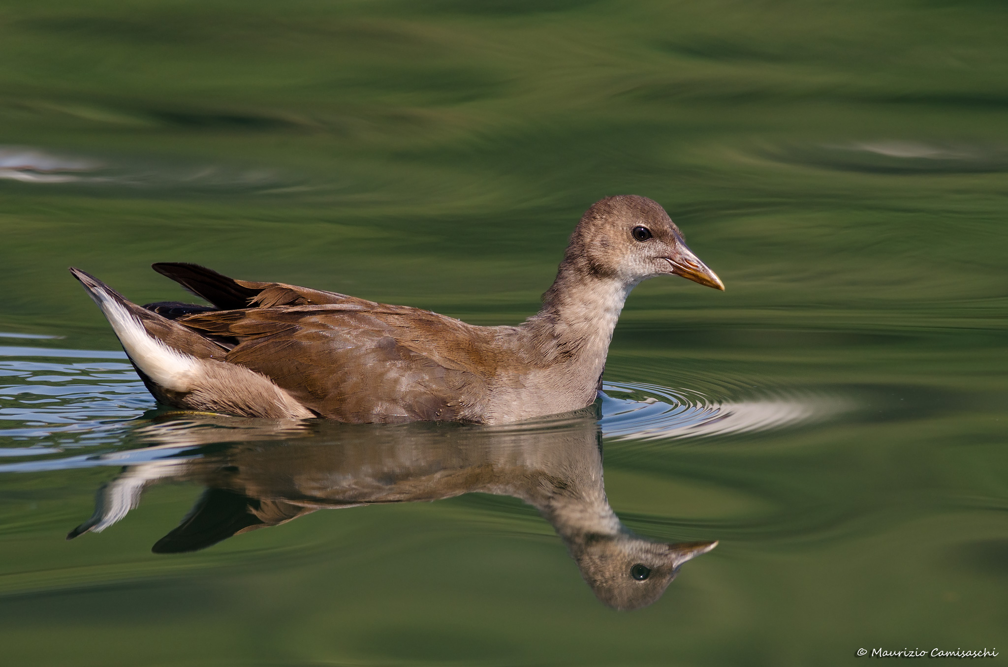 Young Moorhen