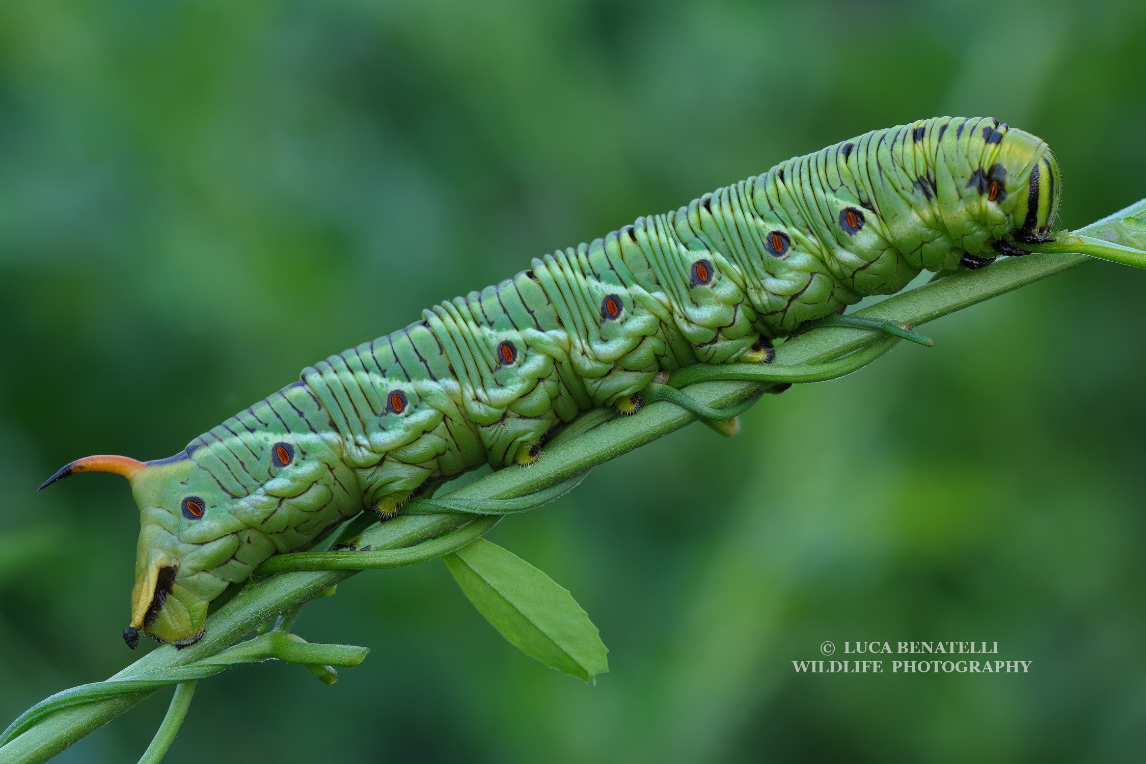 sfinge del convolvolo