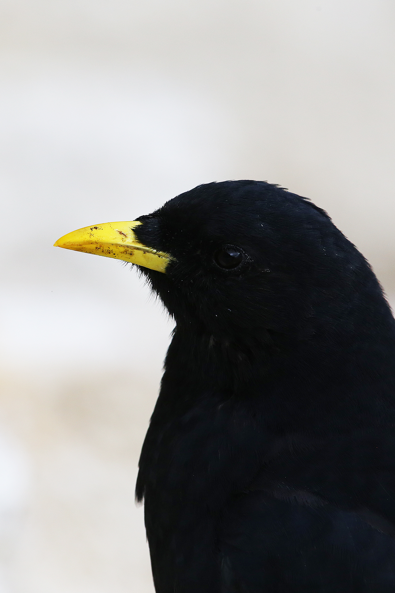 Pyrrhocorax graculus