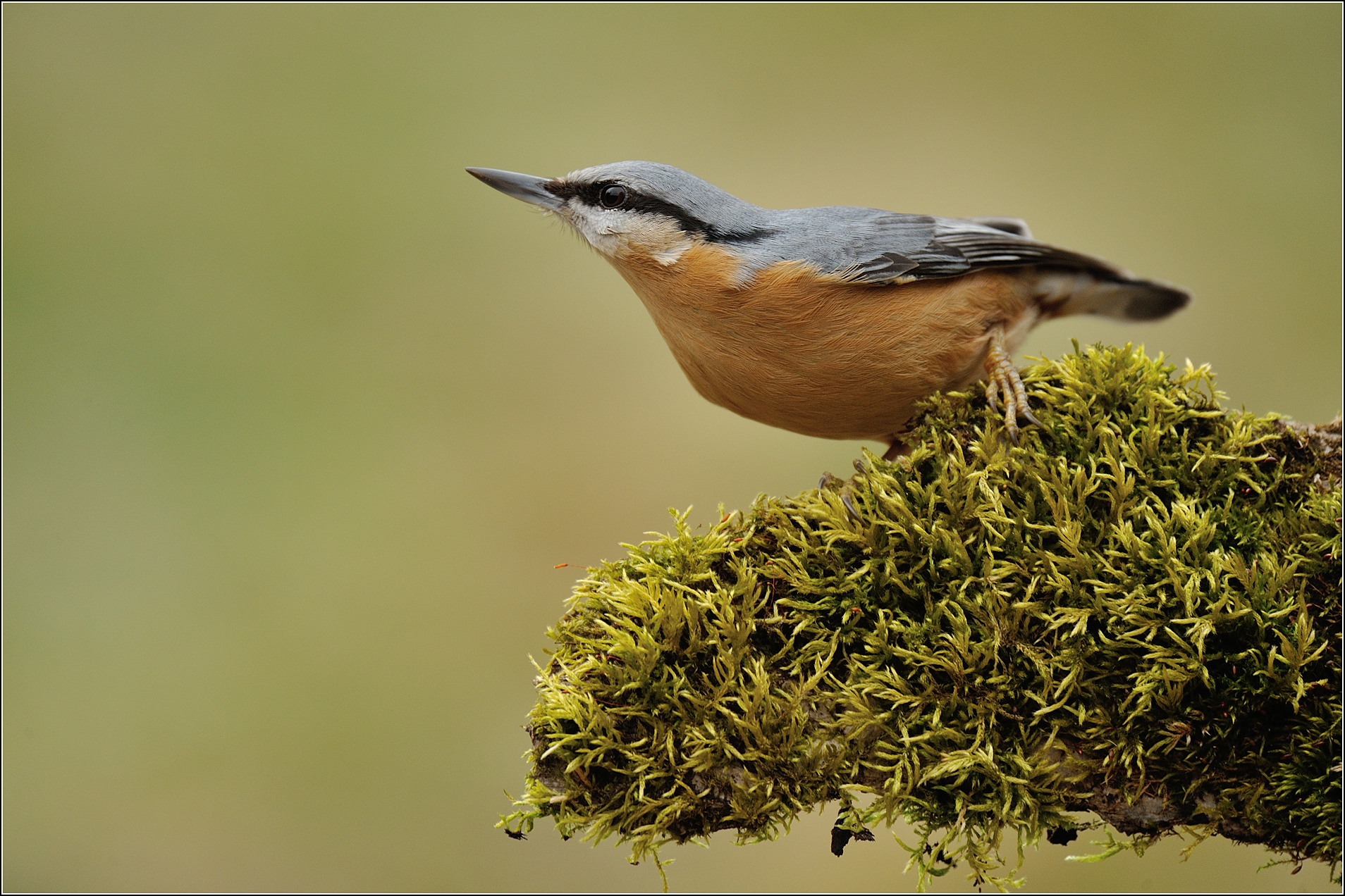 Nuthatch