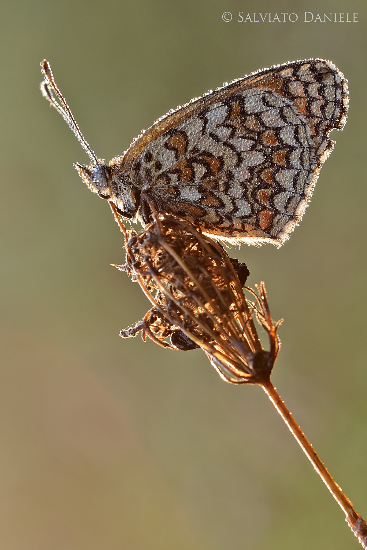una freccia all'alba