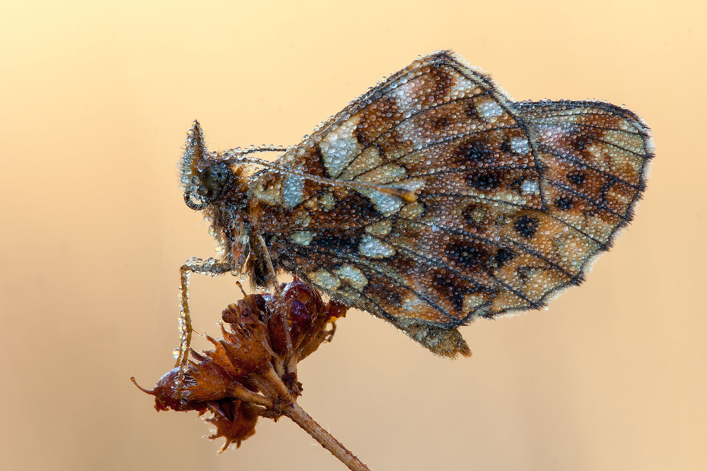 Farfalla gocciolosa..........e dalla strana forma