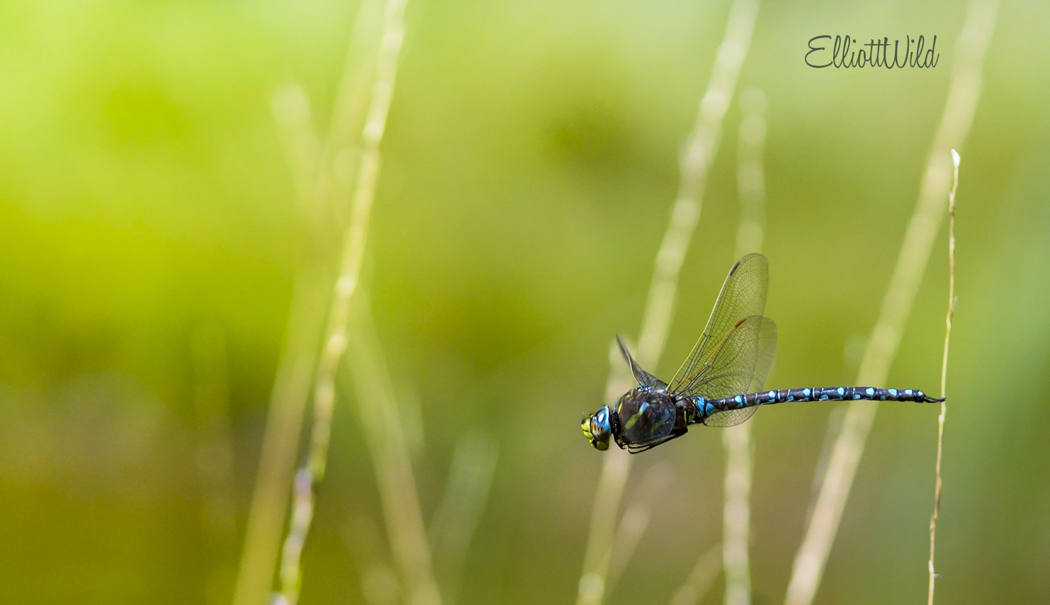 dragonfly in flight Gualdera