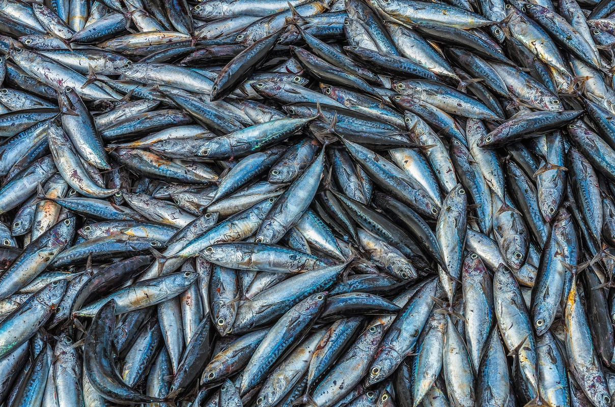 Sri Lanka - Fishing was good