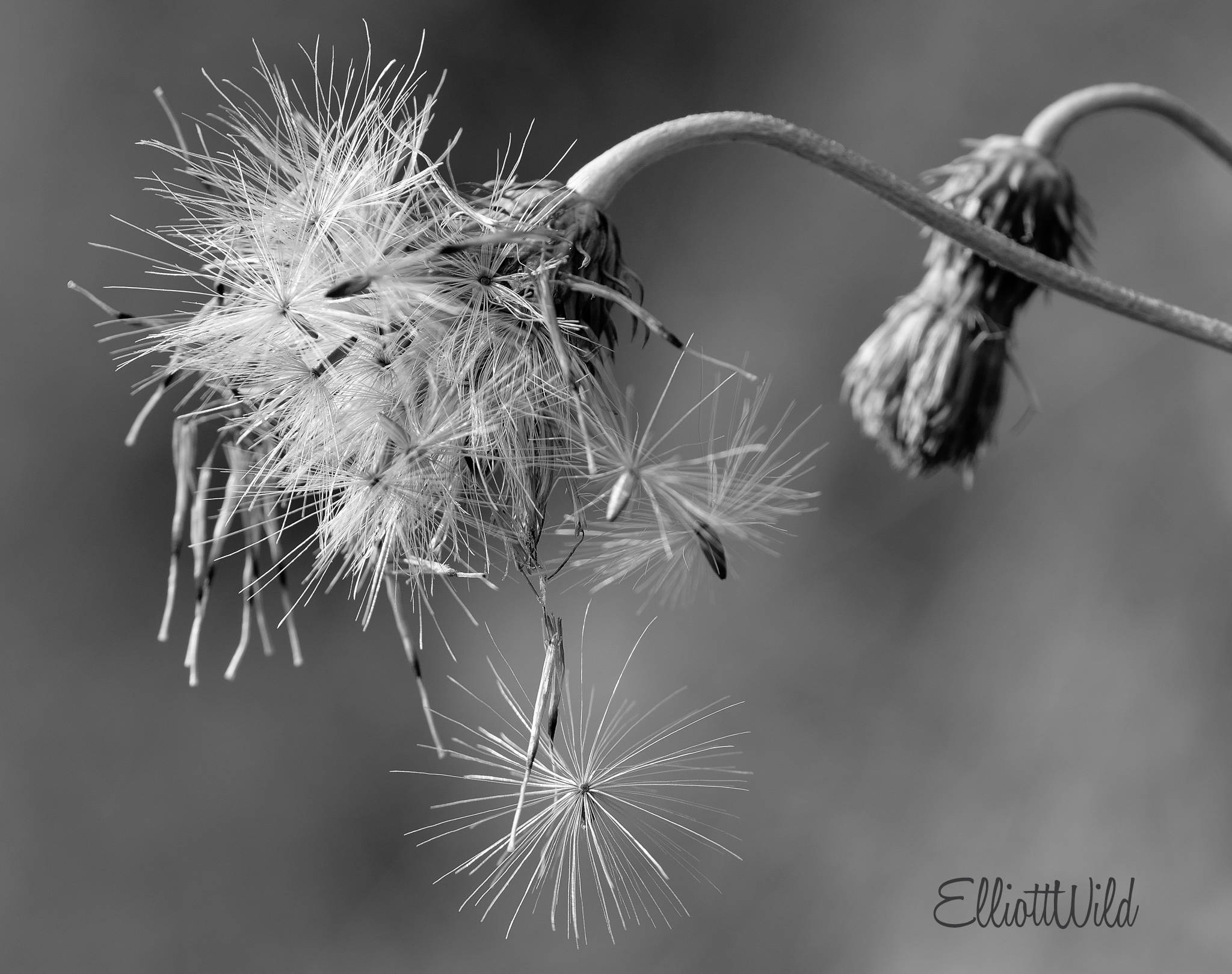untitled bw at Larches field