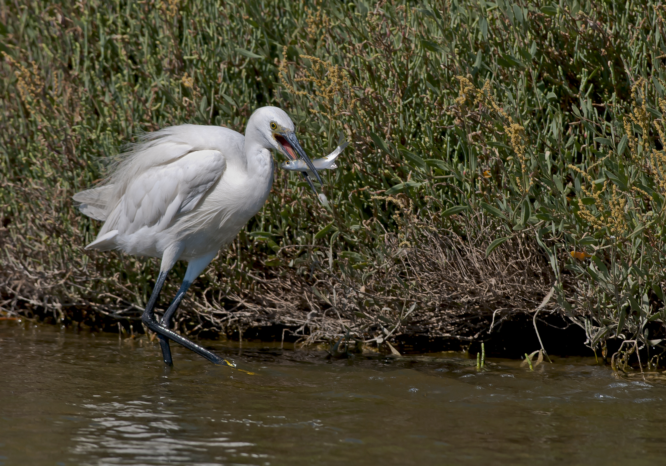 Garzetta con pesciolino