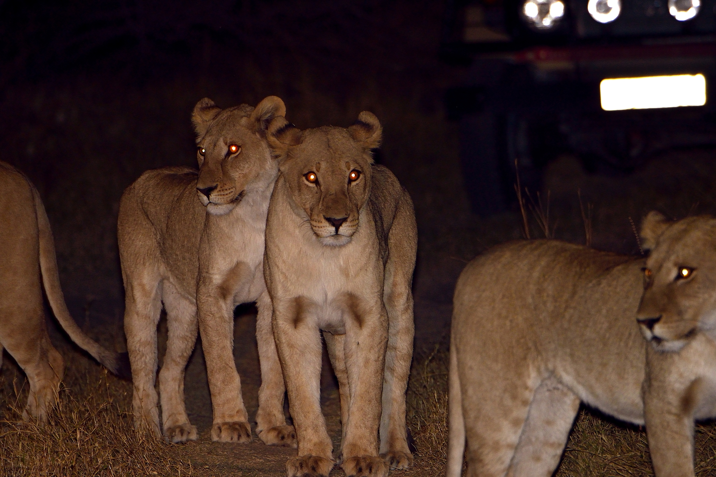 Leonesse a caccia nella notte