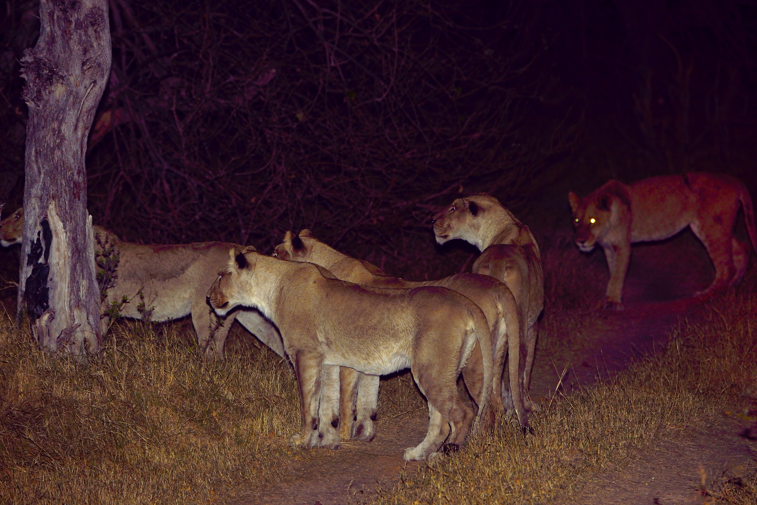 Leonesse a caccia nella notte