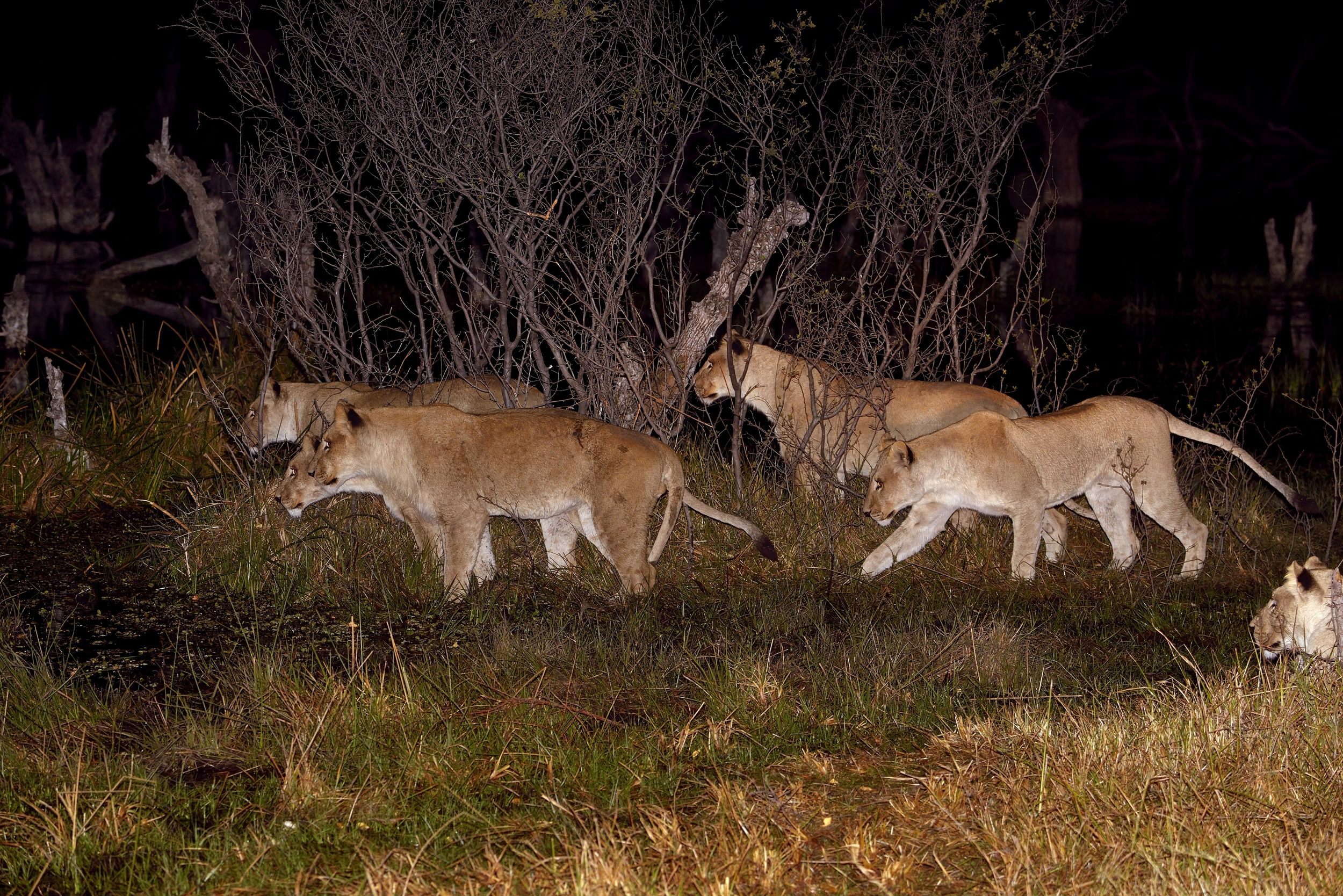 Leonesse a caccia nella notte