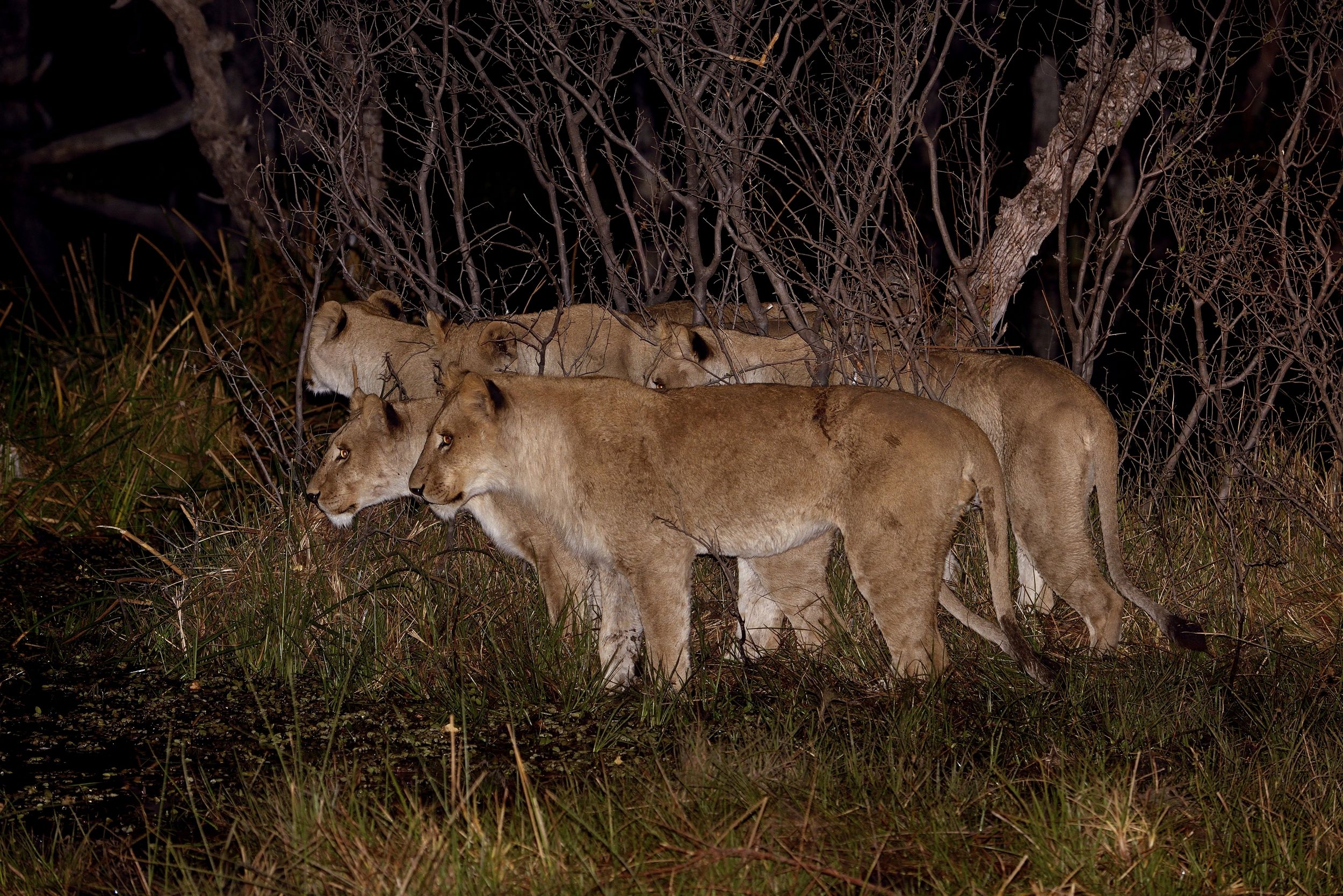 Leonesse a caccia nella notte