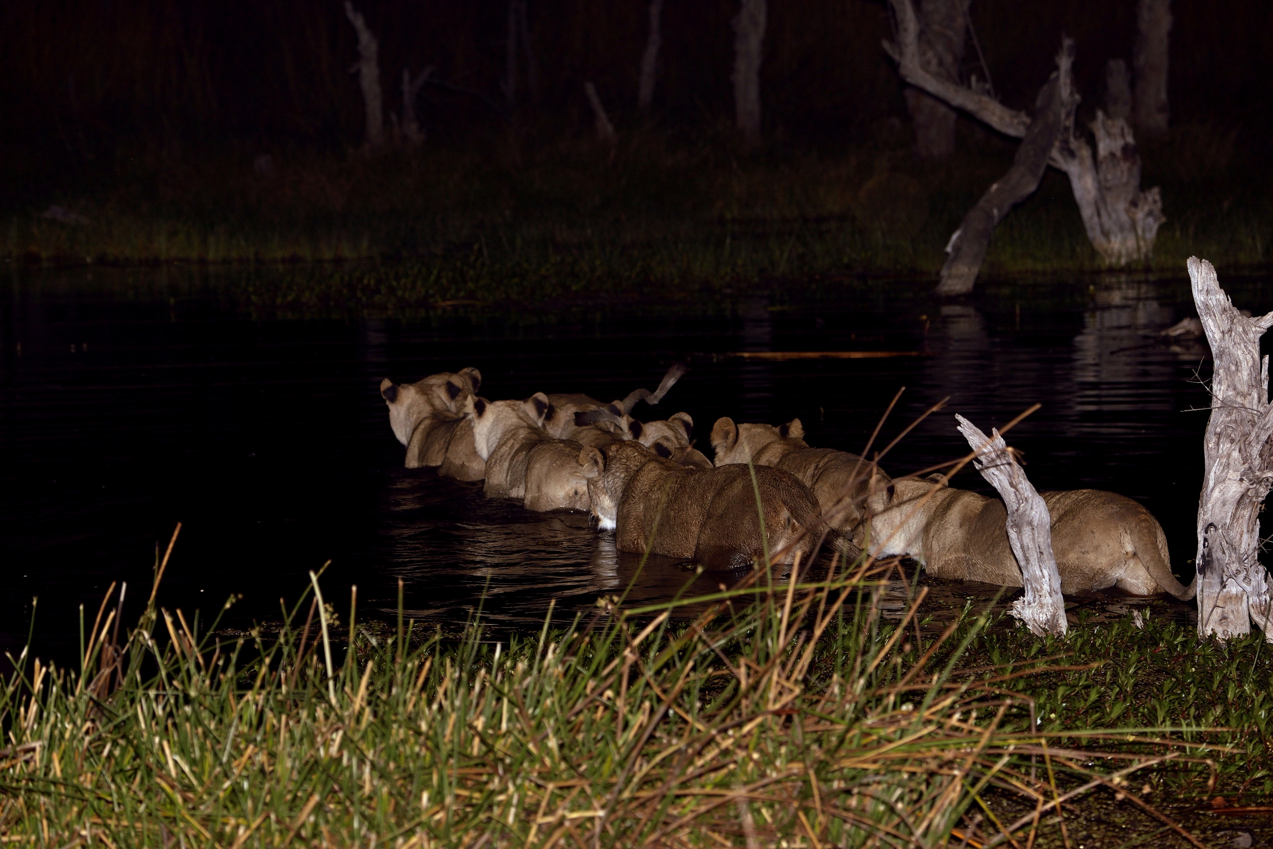 Leonesse a caccia nella notte nell'acqua..