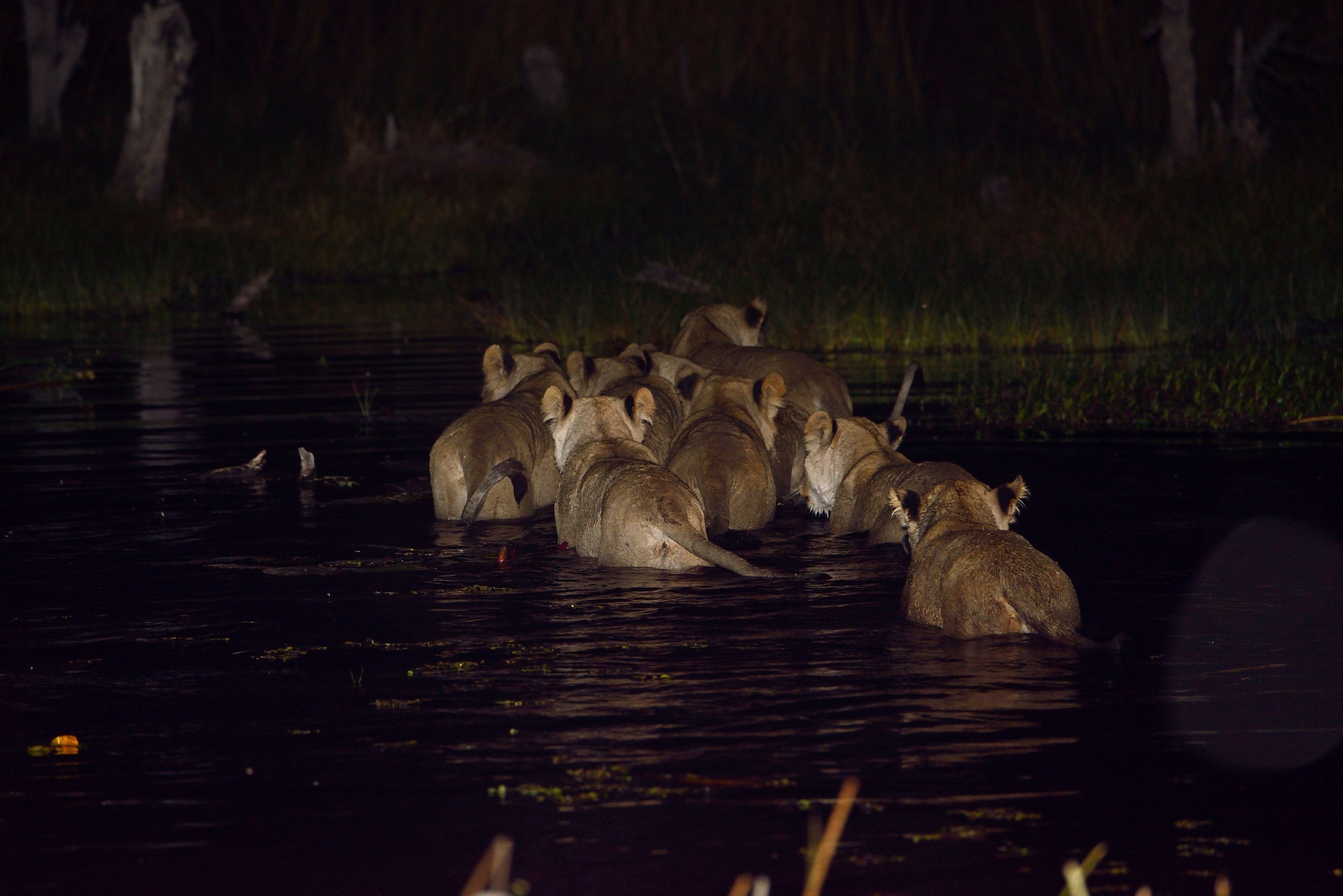 Leonesse a caccia nella notte nell'acqua..