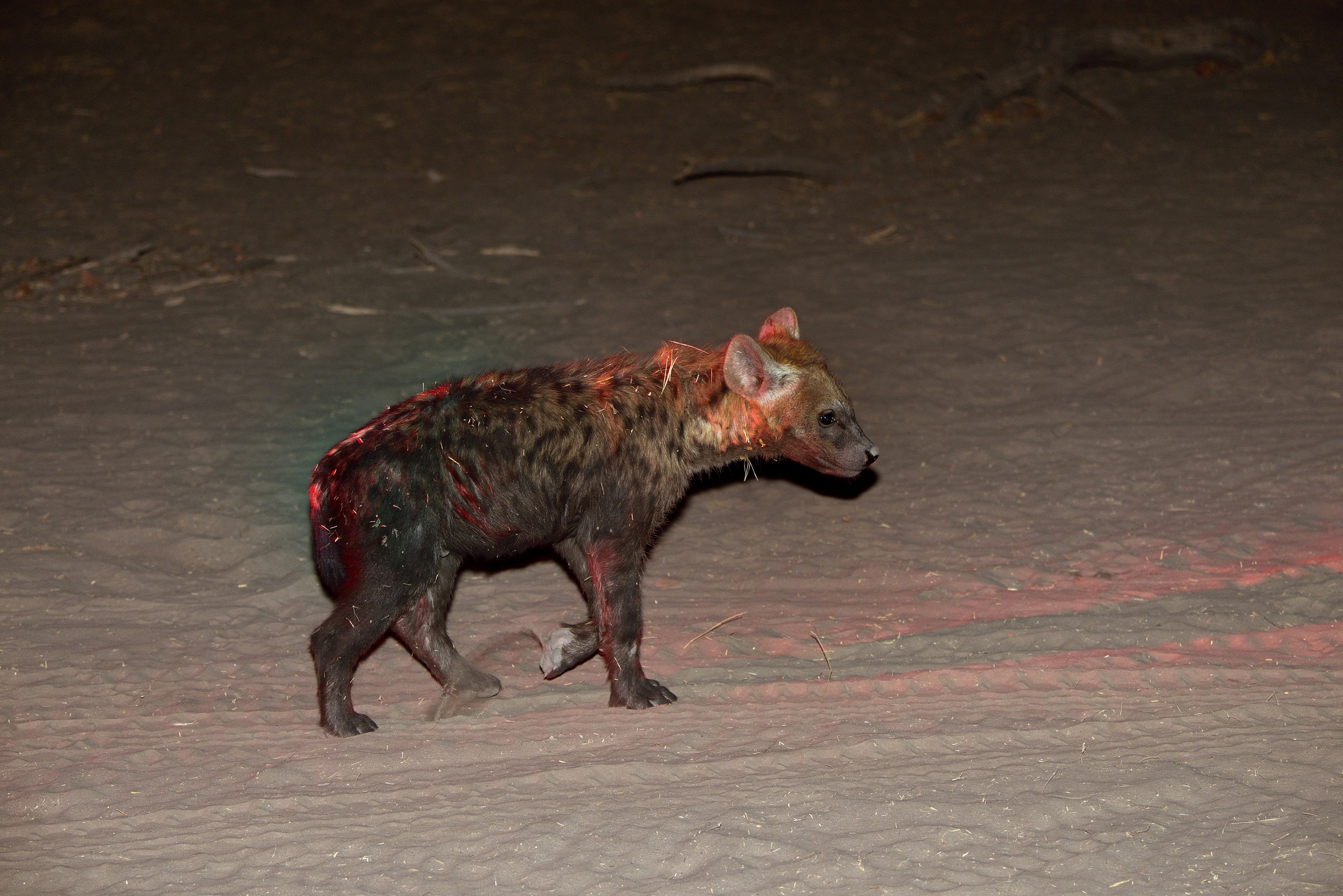 cucciolo di iena nella notte
