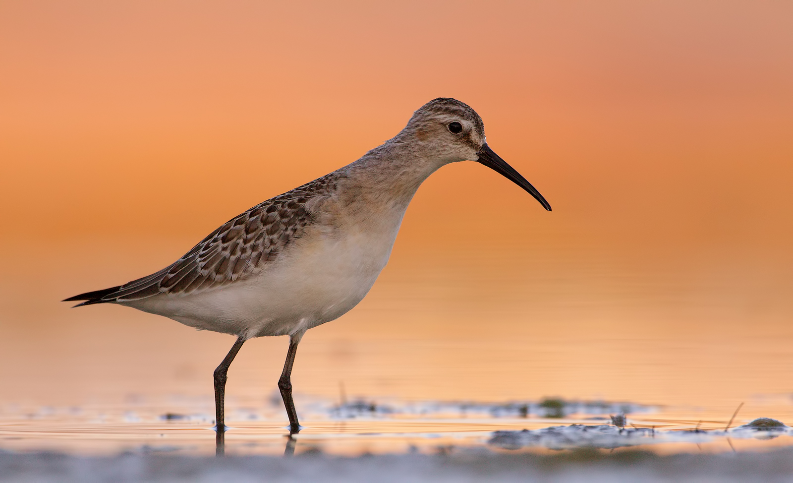 Sandpiper
