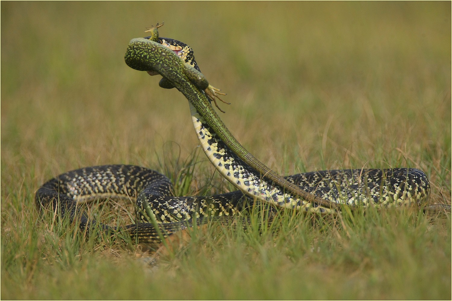 ,, seguito fine ramarro,,