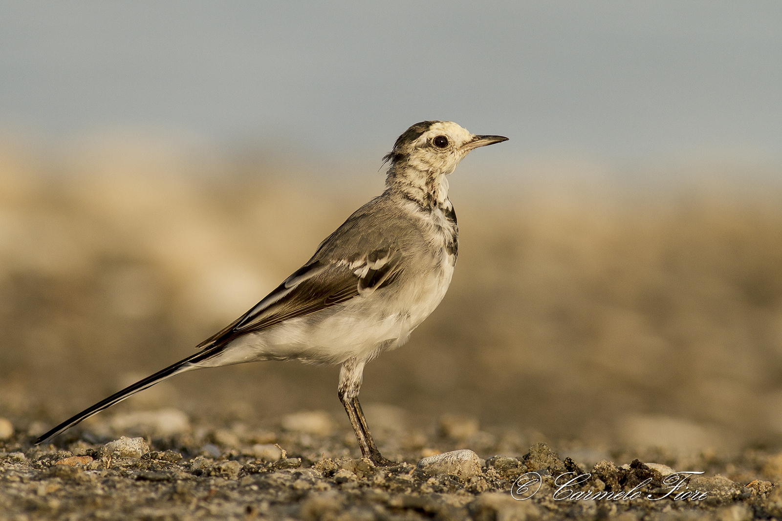 white wagtail