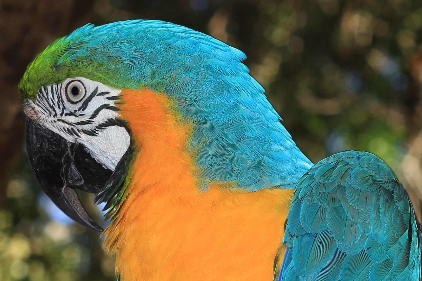 Brazil, Iguazu, Parrot Ara