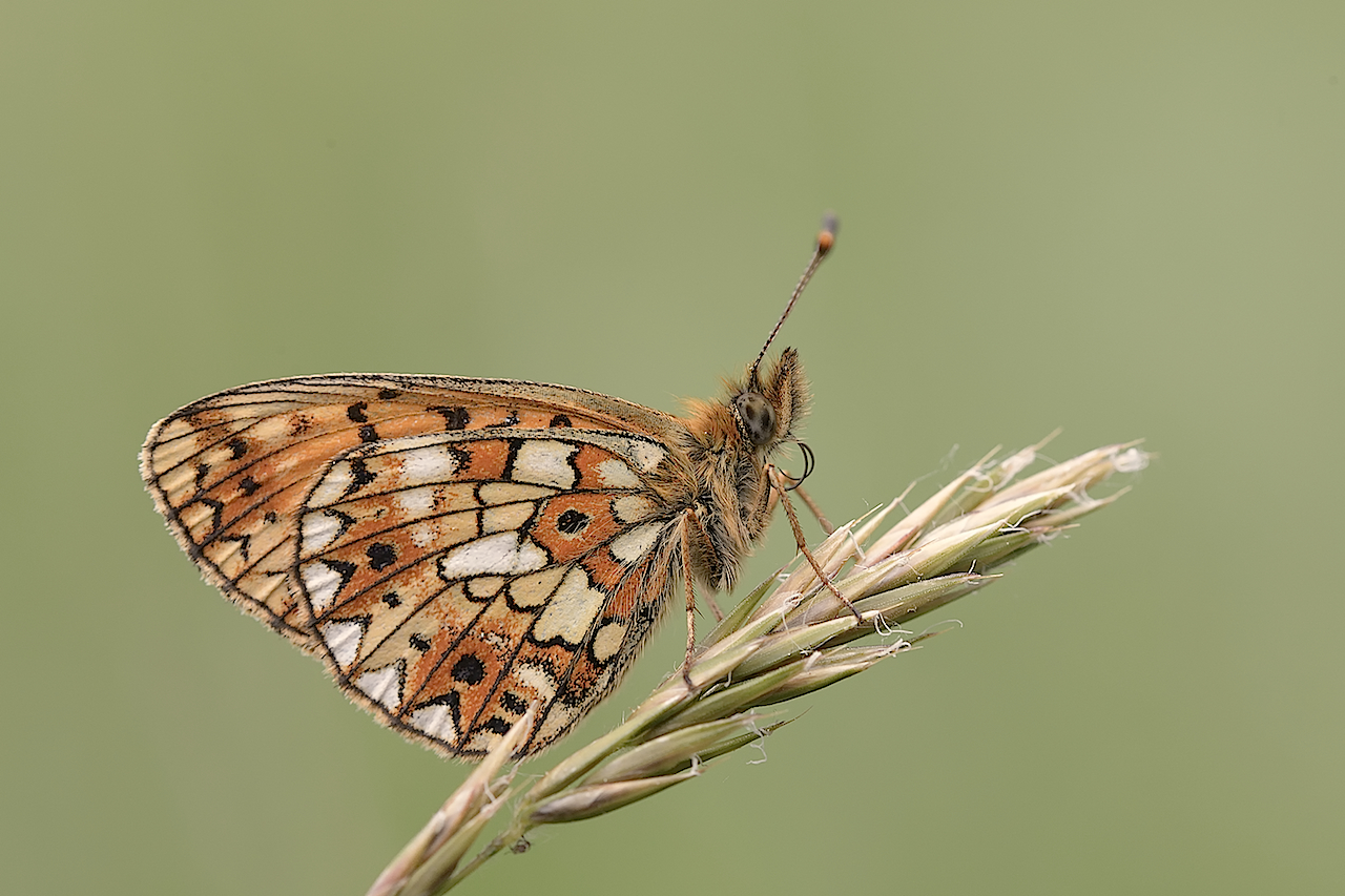 boloria selene