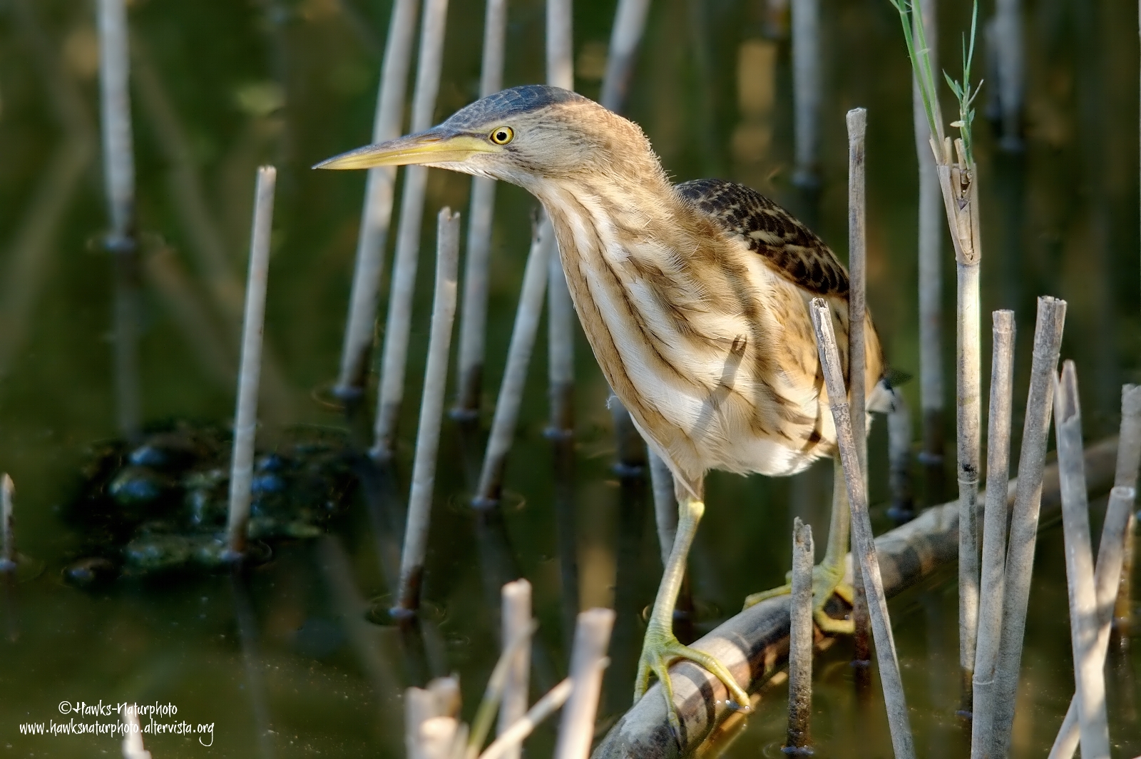 Young Bittern