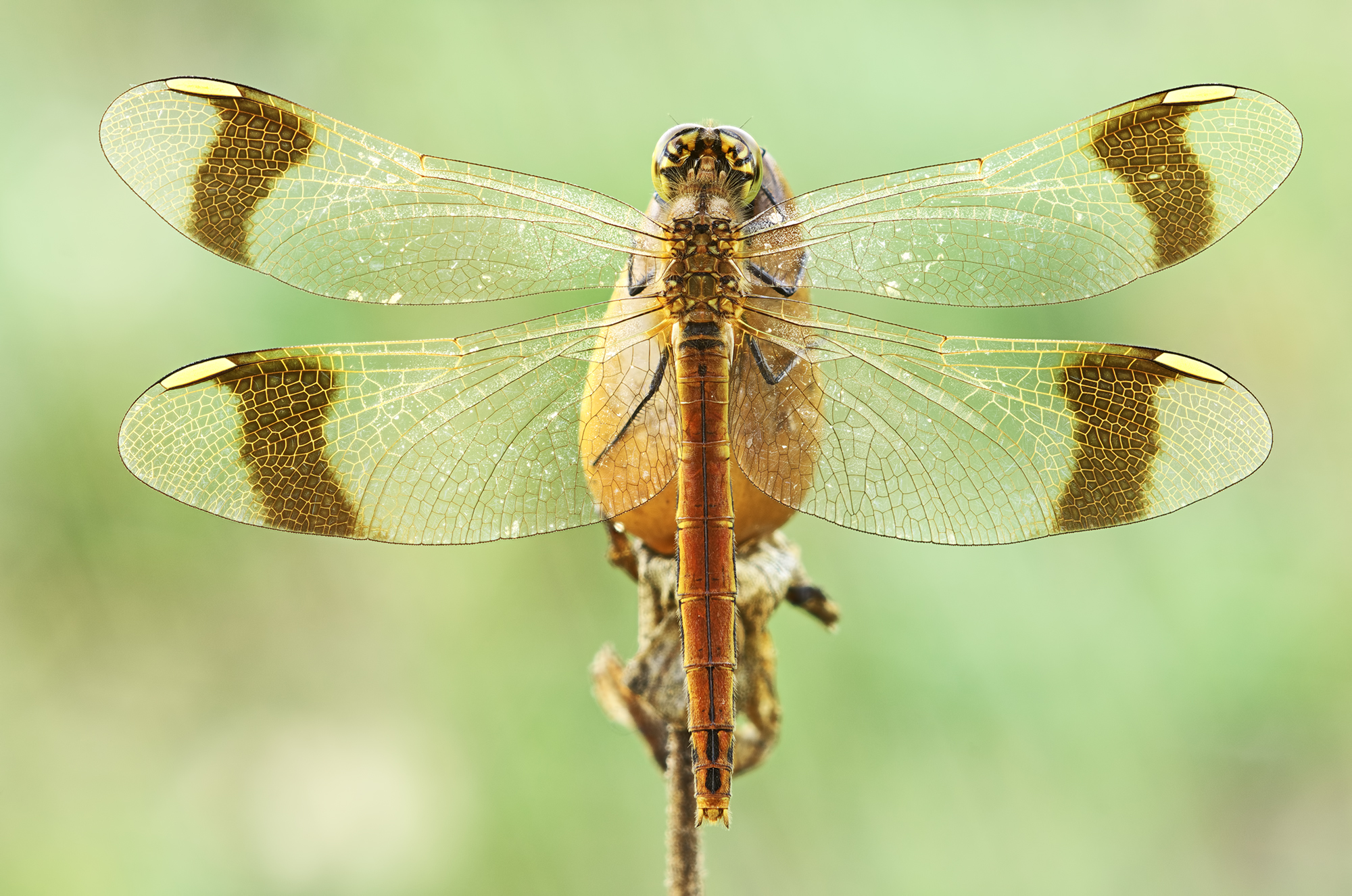 Sympetrum pedemontanum