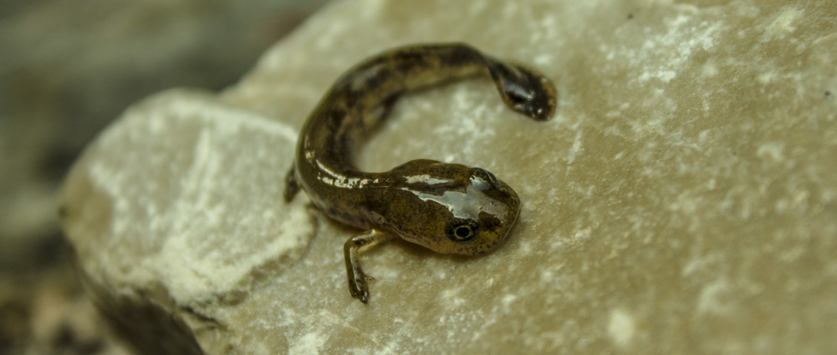 Salamander