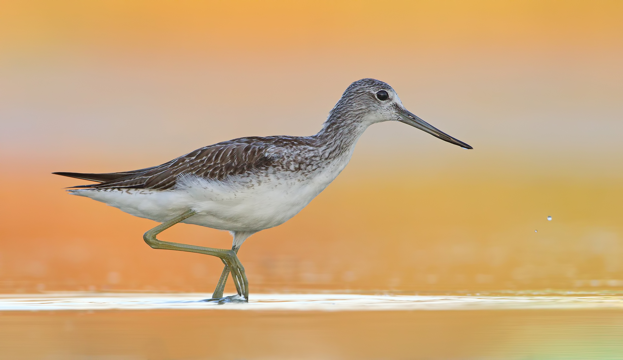 Greenshank