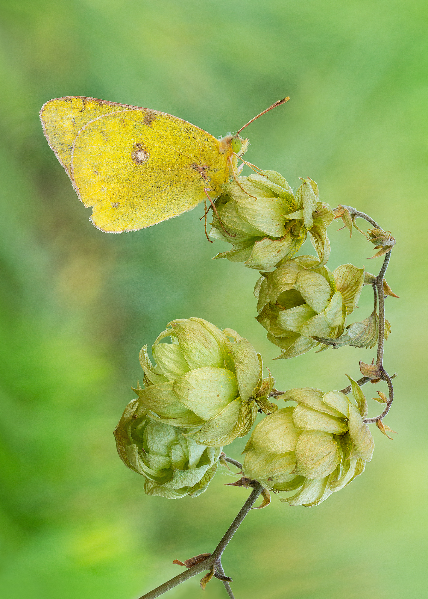 Colias hyale