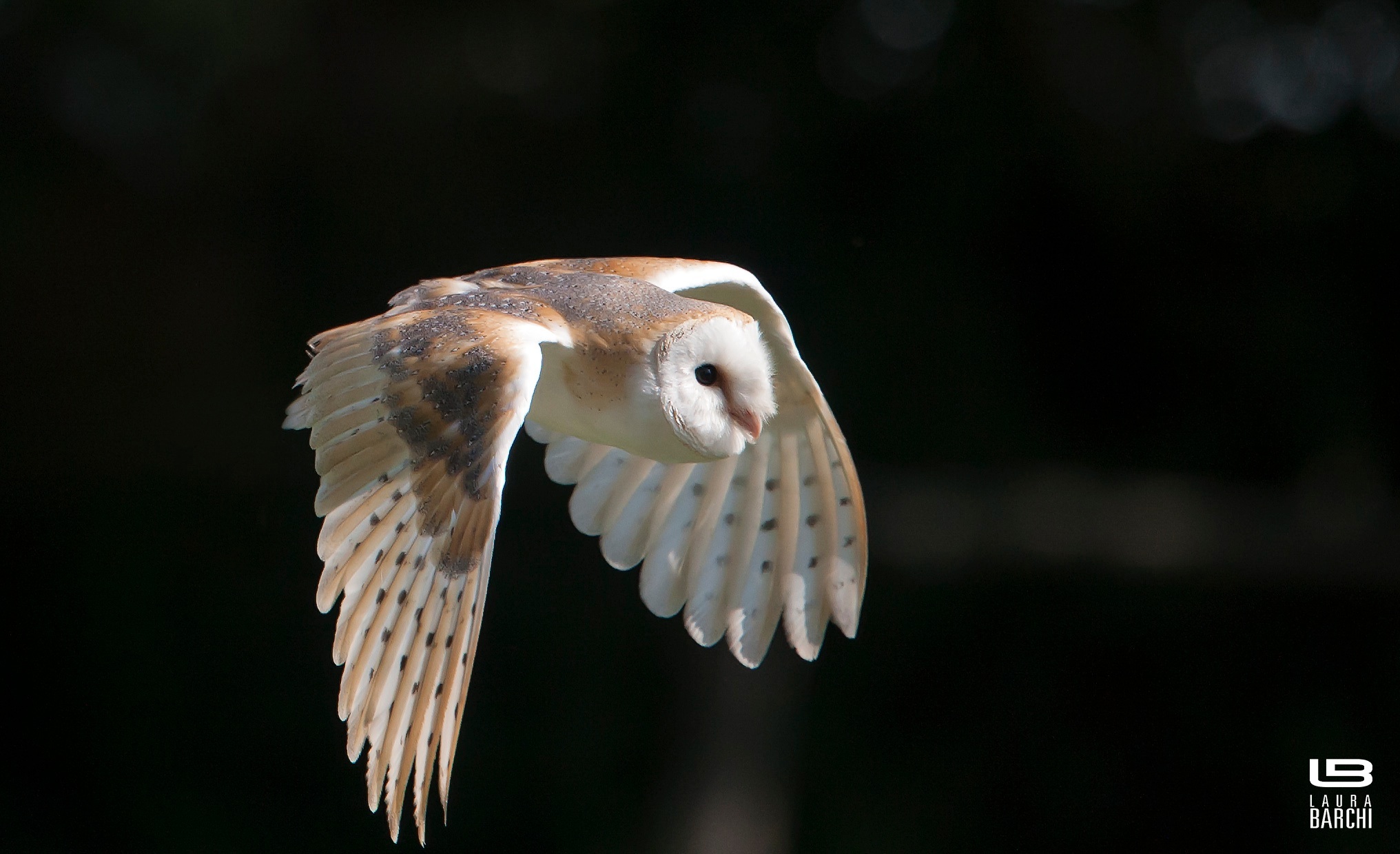 Barbagianni - spettacolo di falconeria