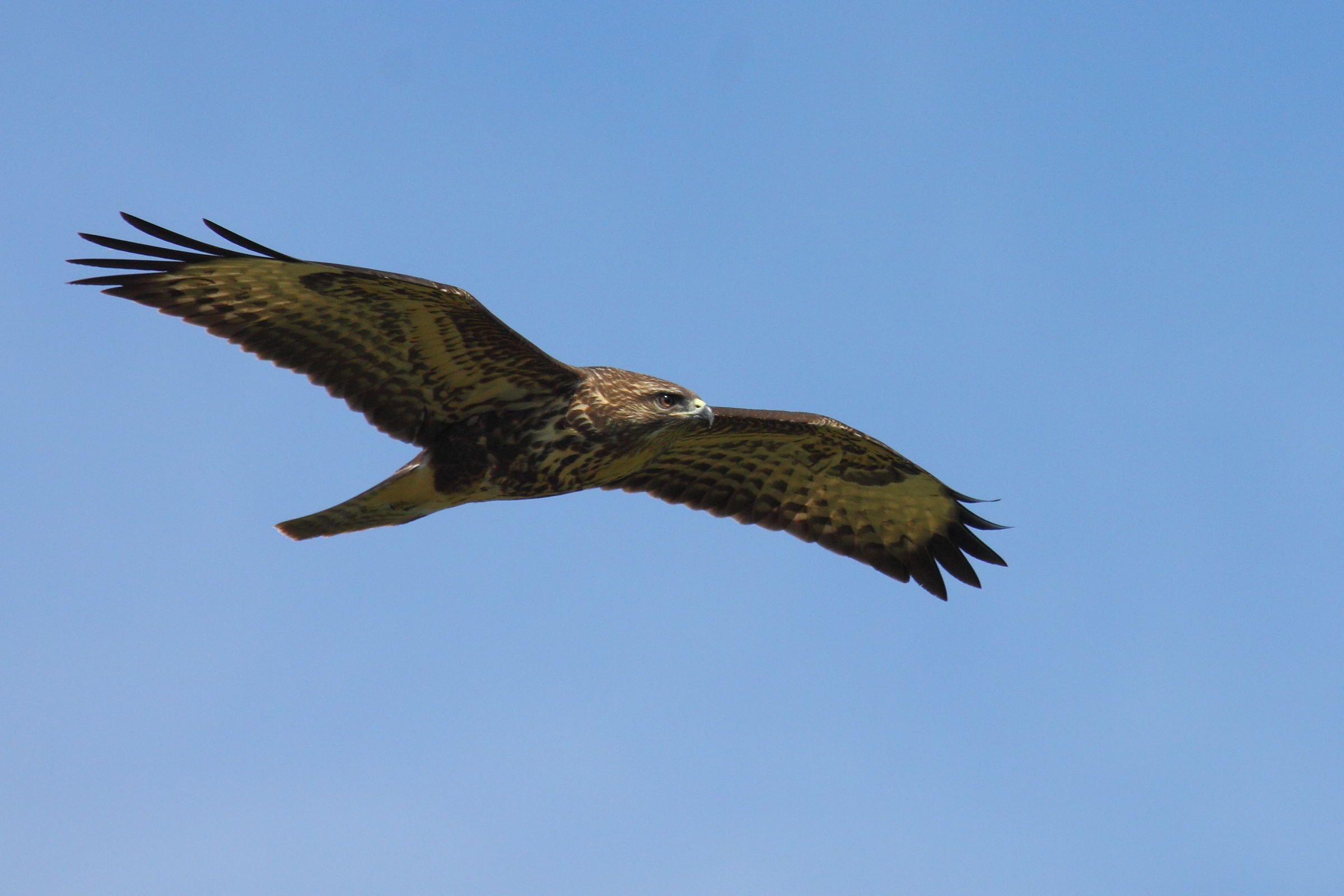 buzzard