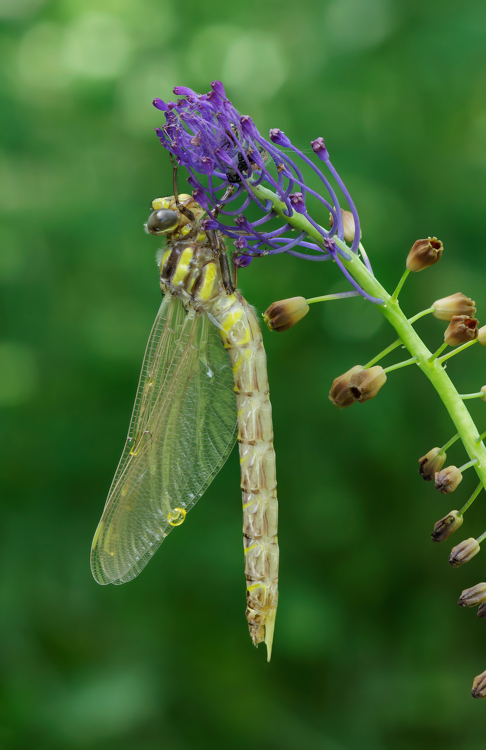 Dragonfly in purple ...