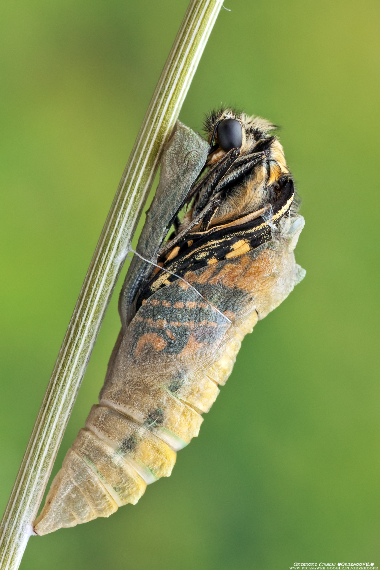 Here comes the butterfly