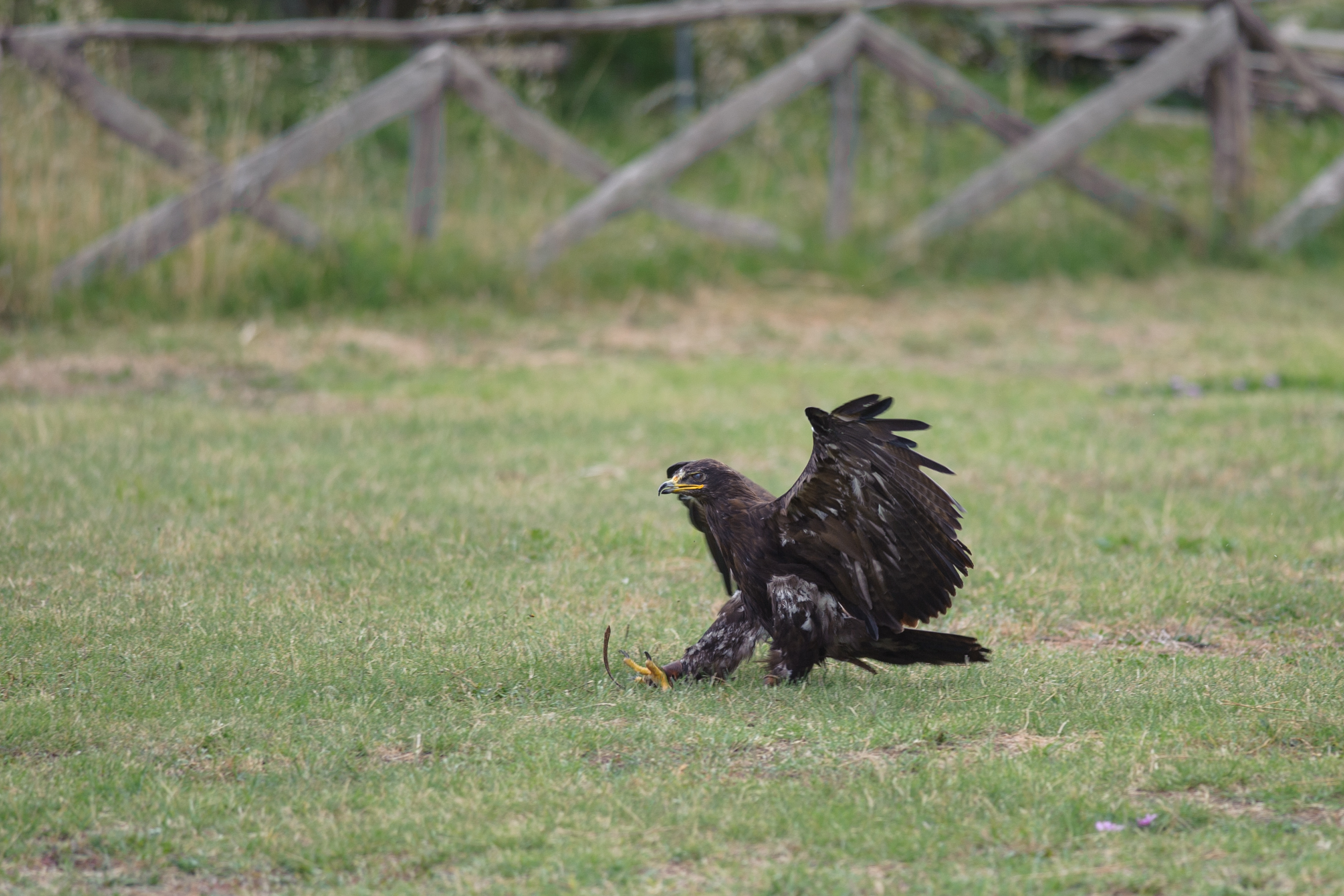 aquila.... - dimostrazione di volo
