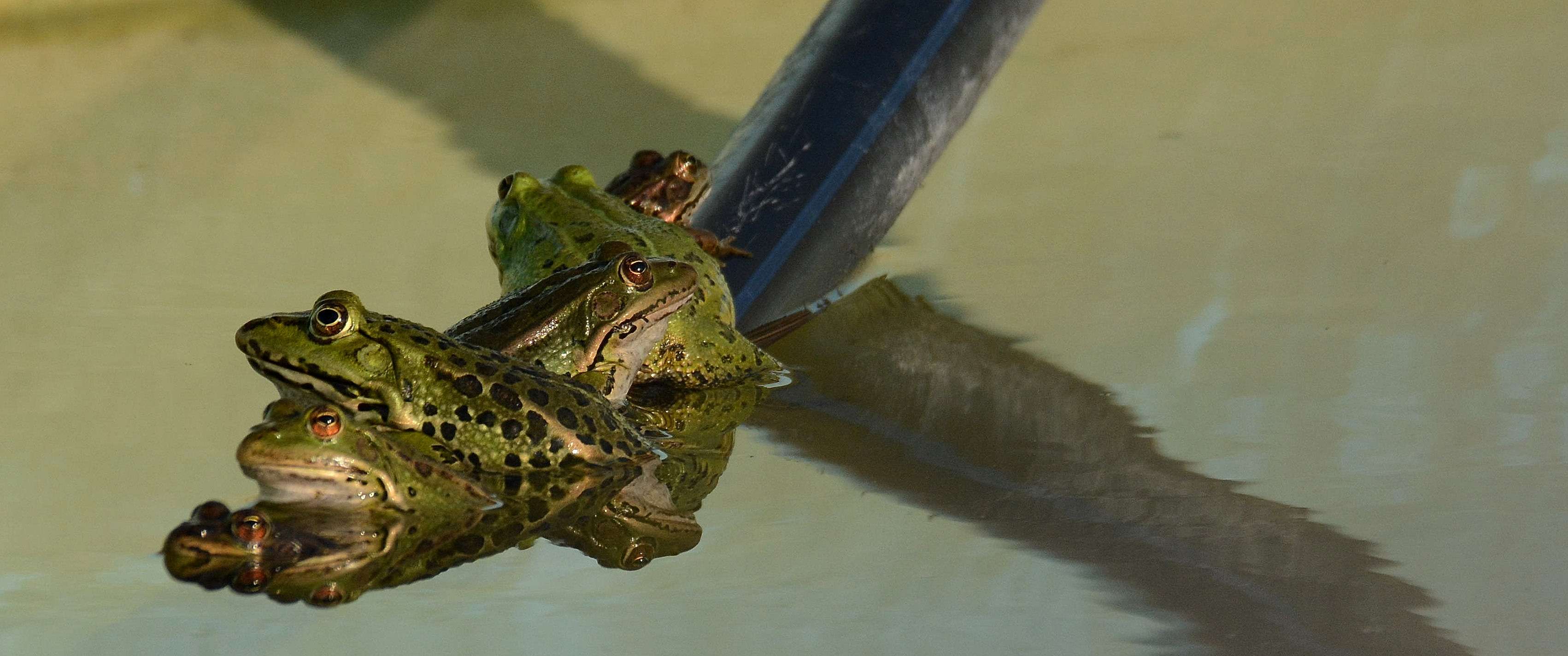 Baciami! Sarò il tuo principe azzurro
