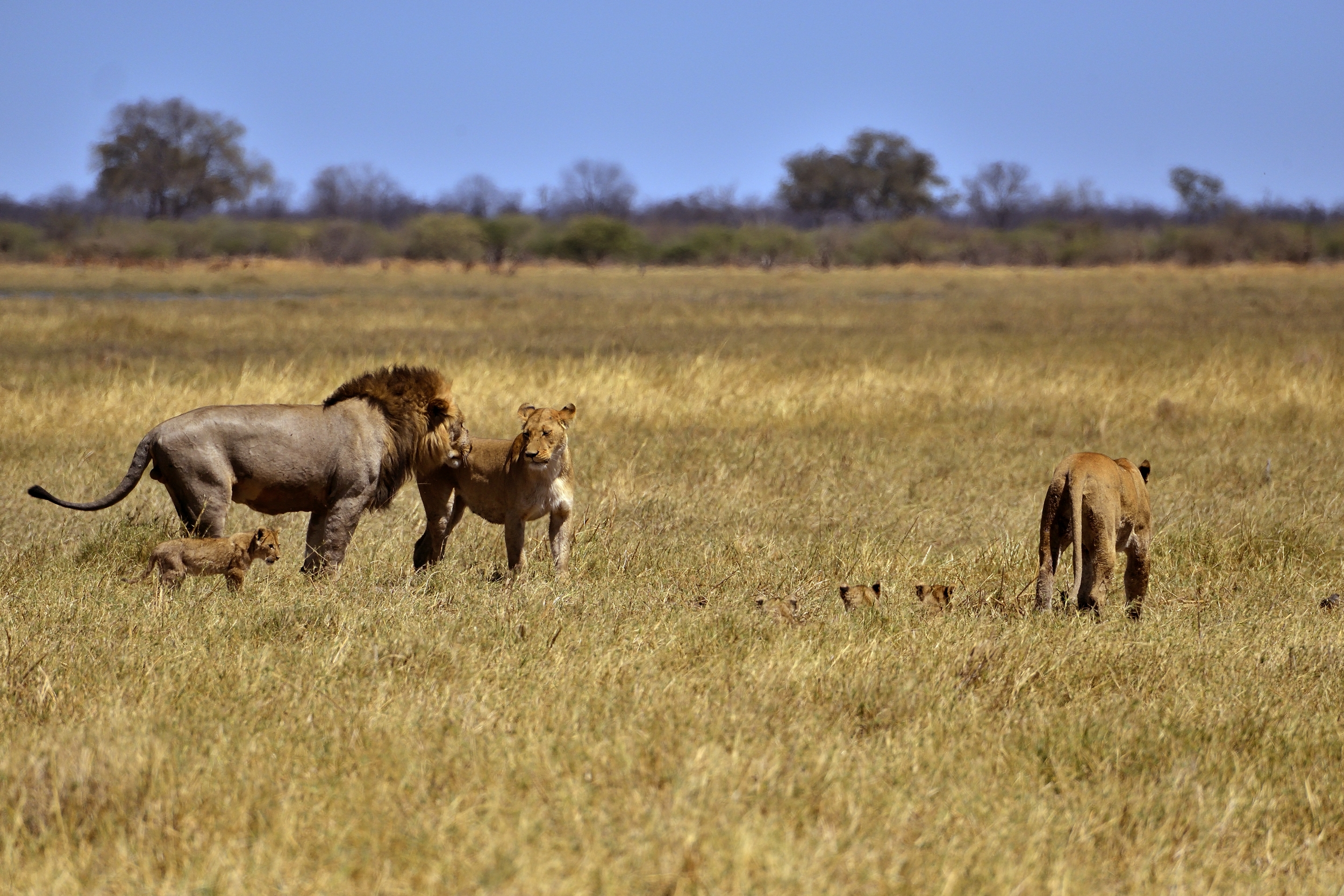Bufali versus leoni - i Protagonisti