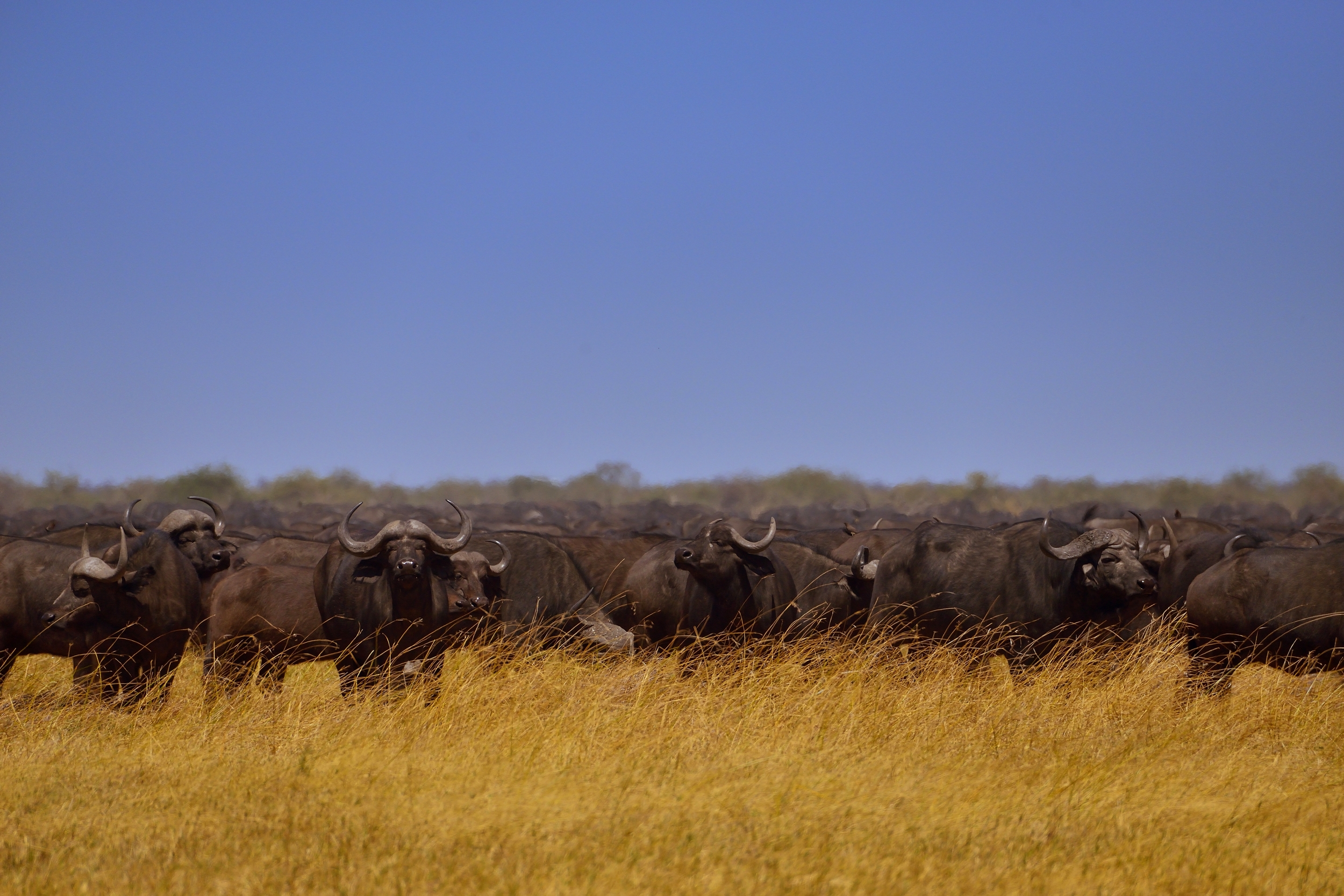 Bufali versus leoni - i Protagonisti