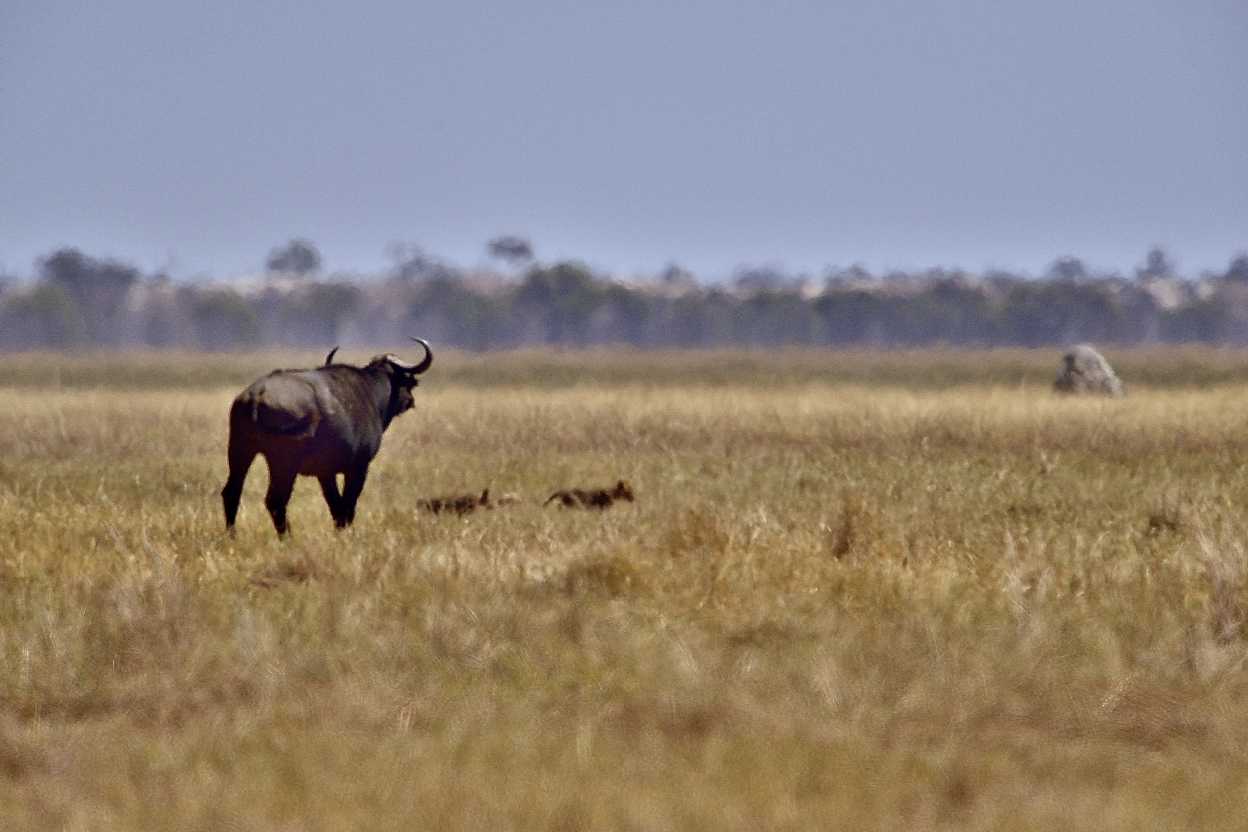 Bufali versus leoni -Cuccioli in pericolo