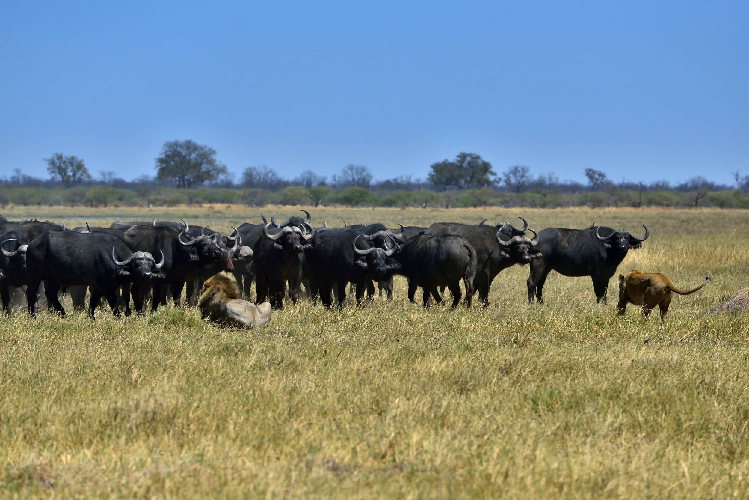 Bufali versus leoni - qui non si passa