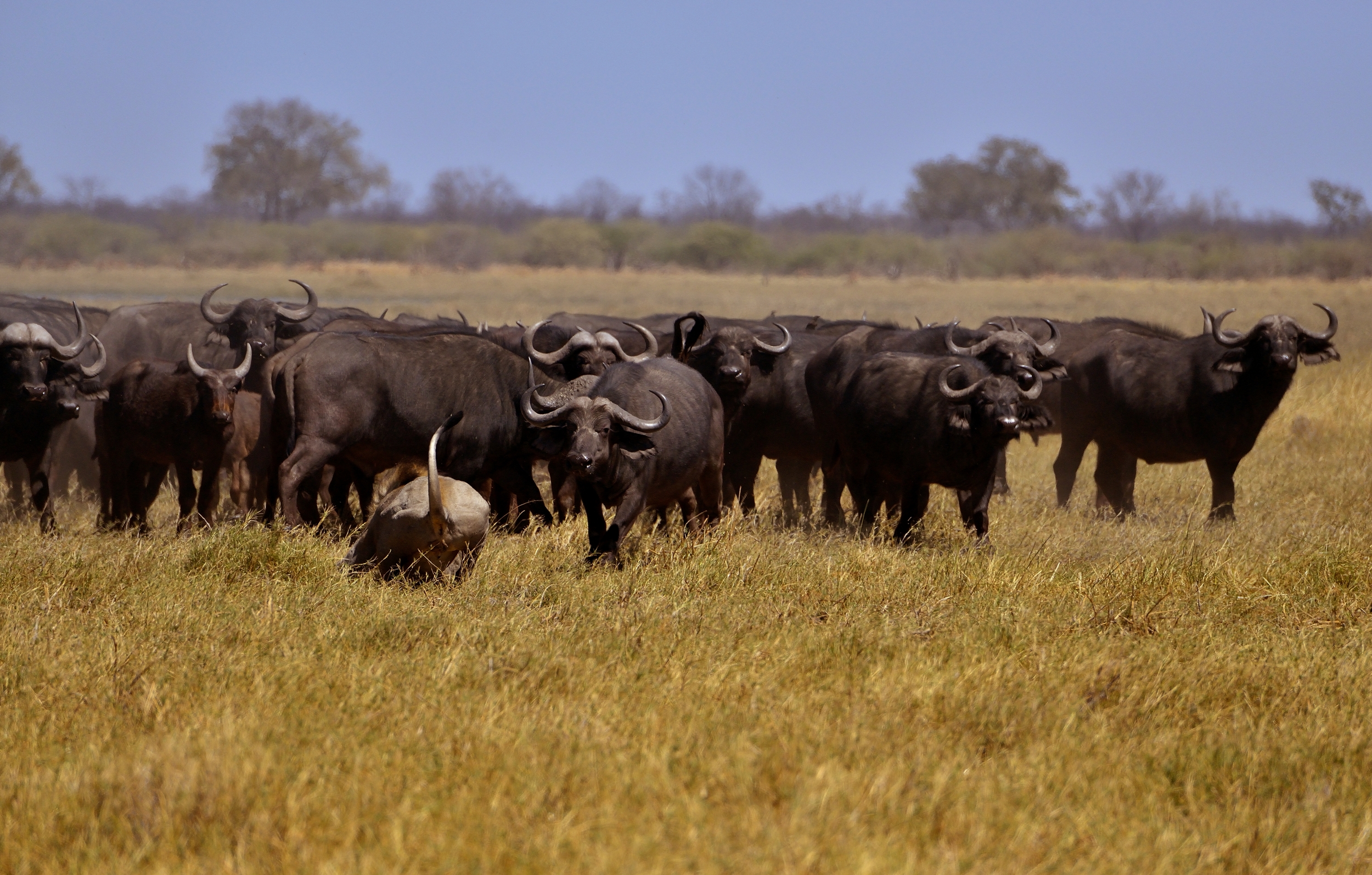 Bufali versus leoni - l'attacco