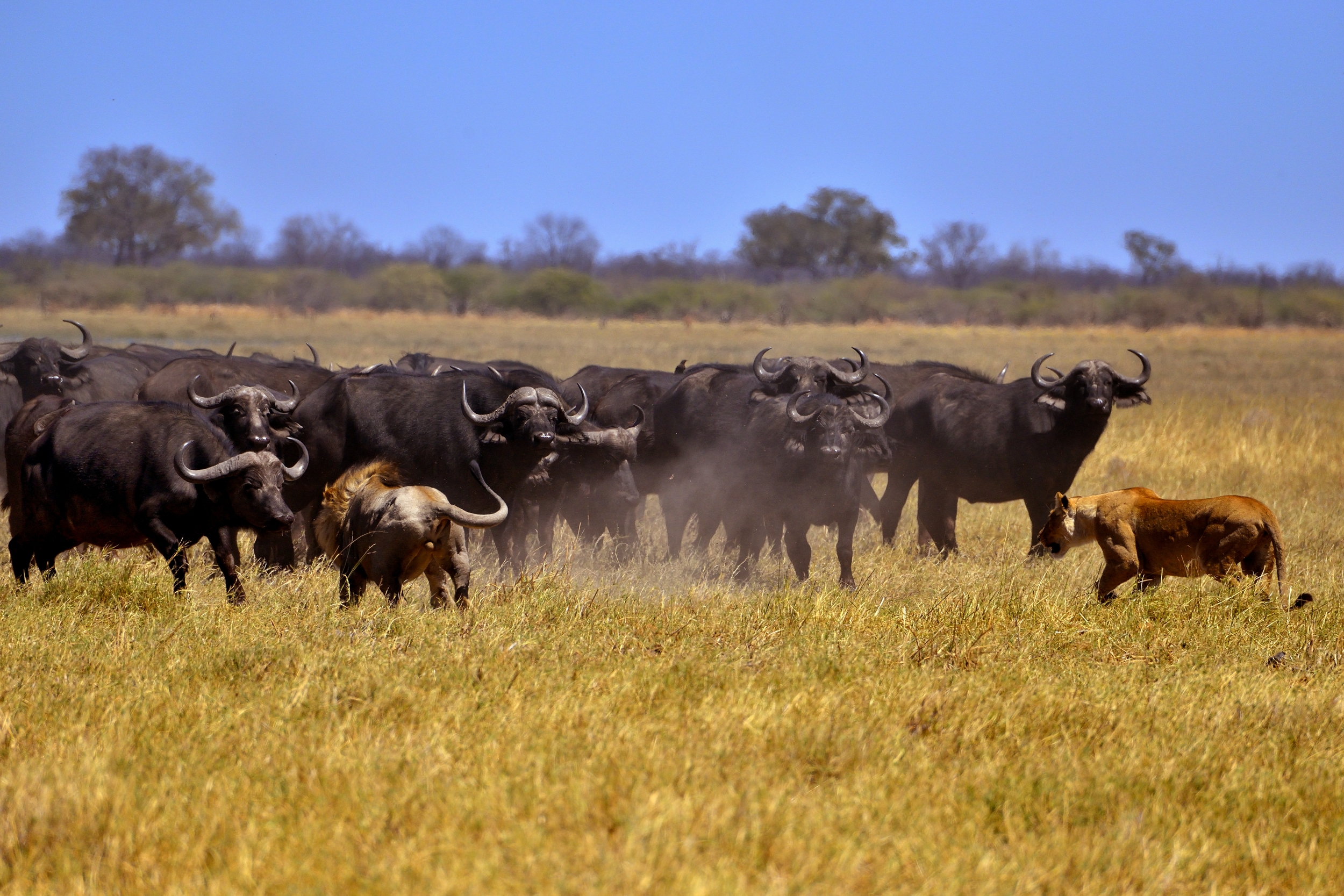 Bufali versus leoni - l'attacco